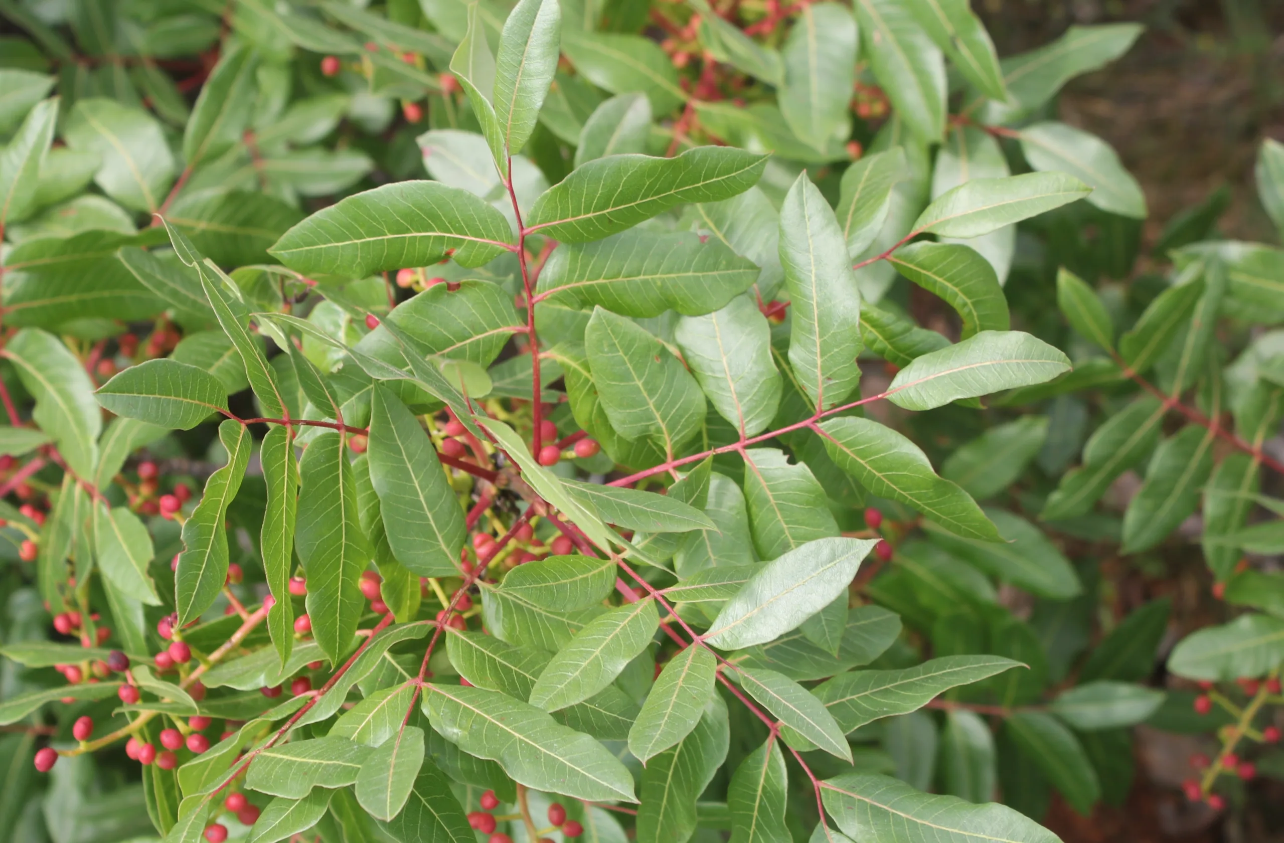 Pistacia terebinthus