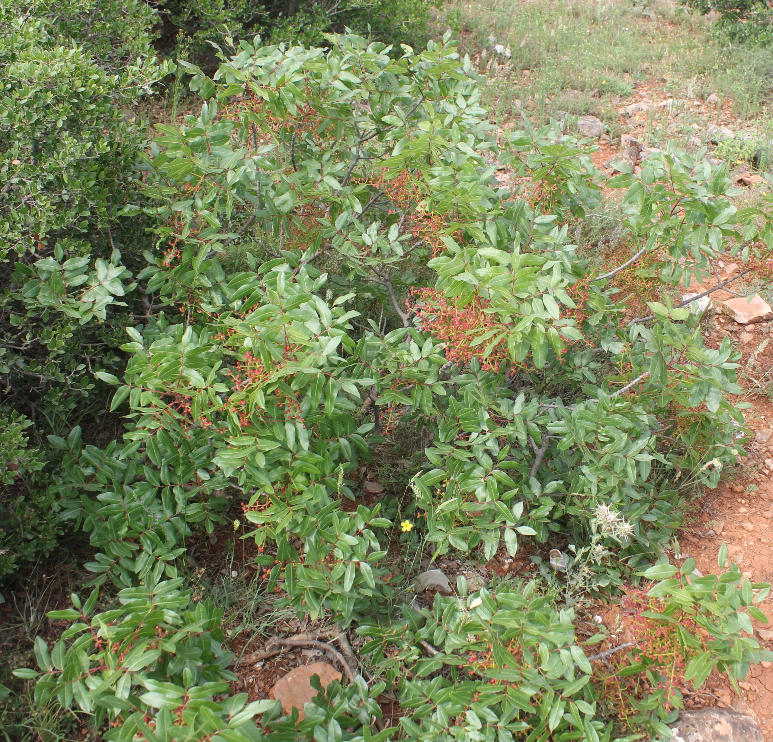 Pistacia terebinthus