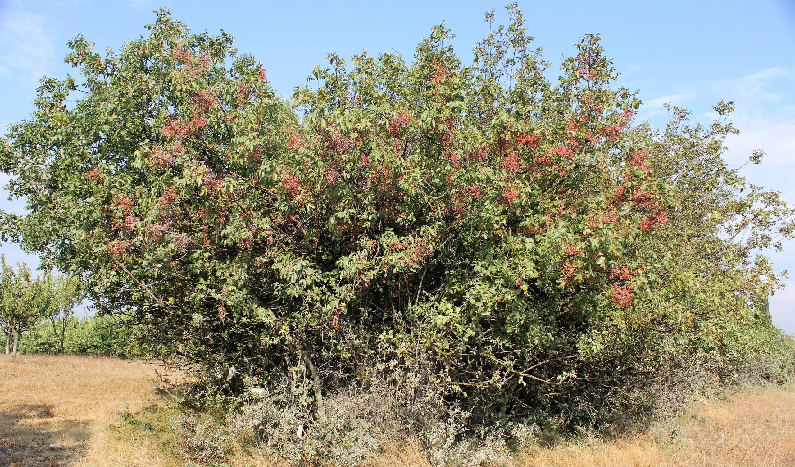 Pistacia terebinthus
