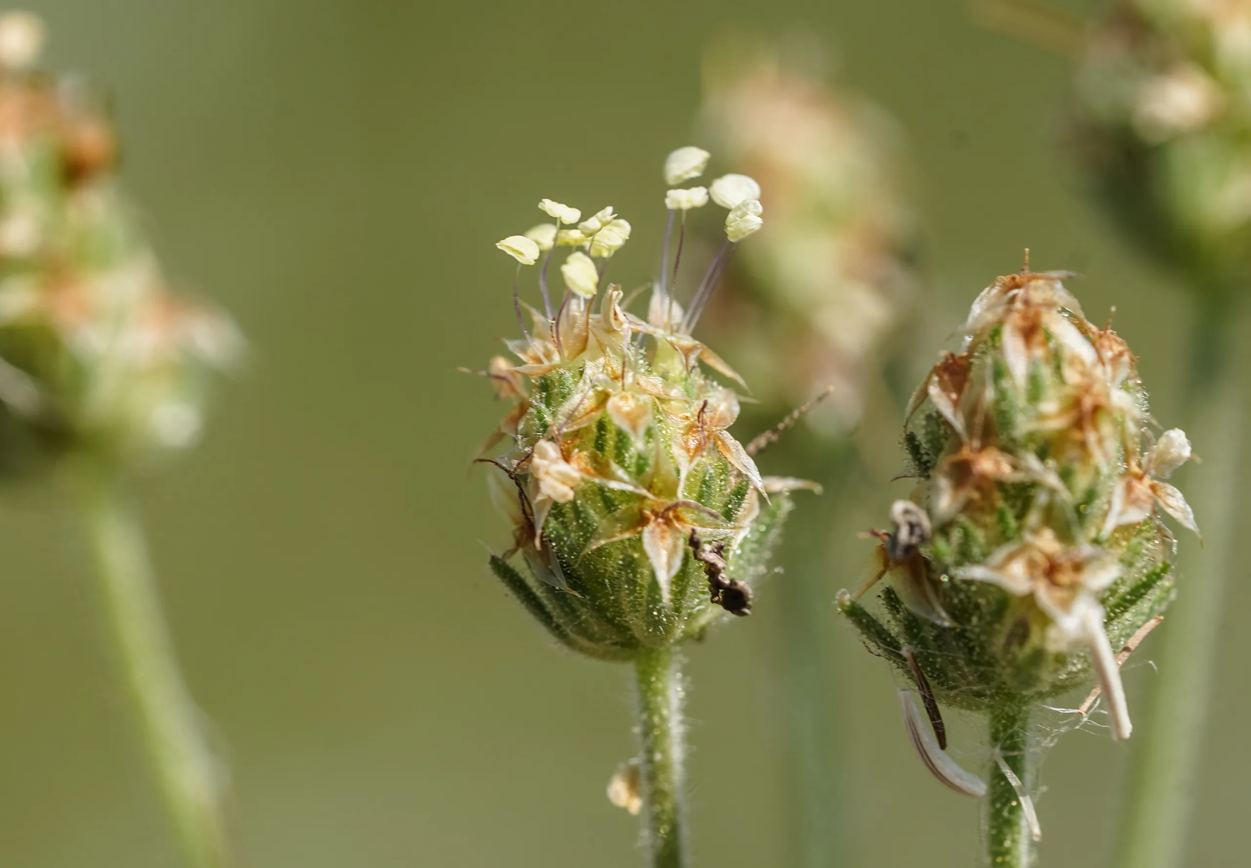 Plantago afra