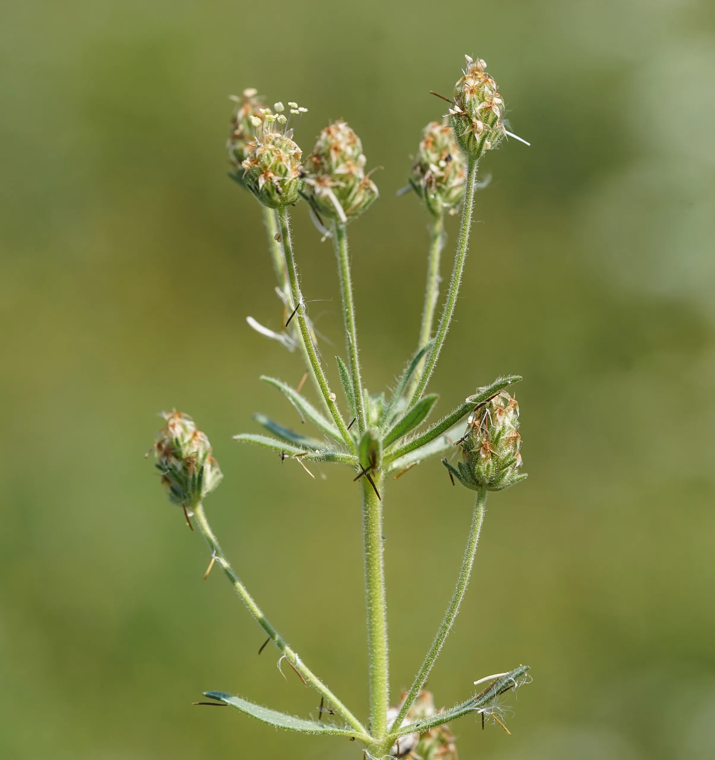 Plantago afra
