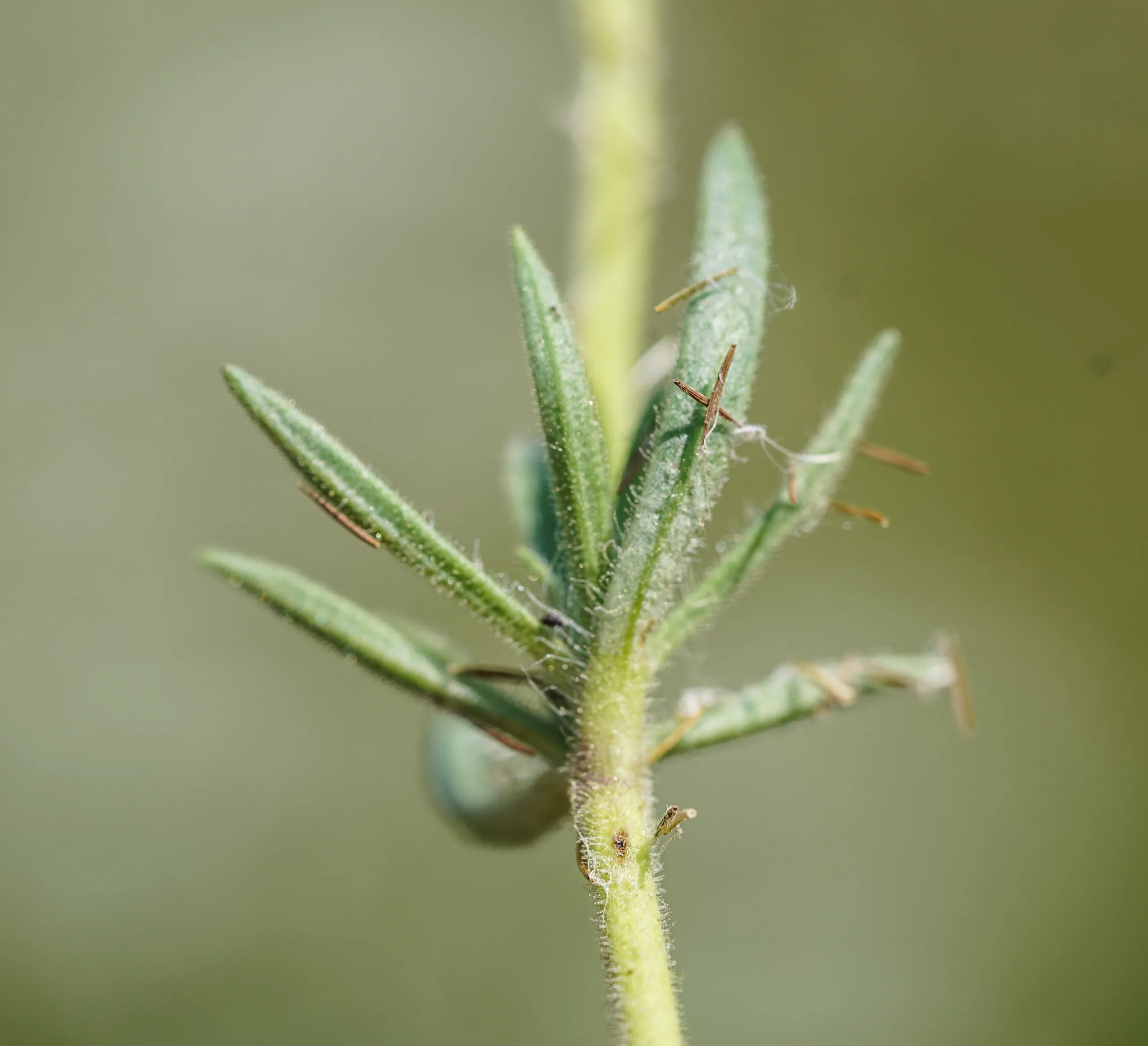 Plantago afra