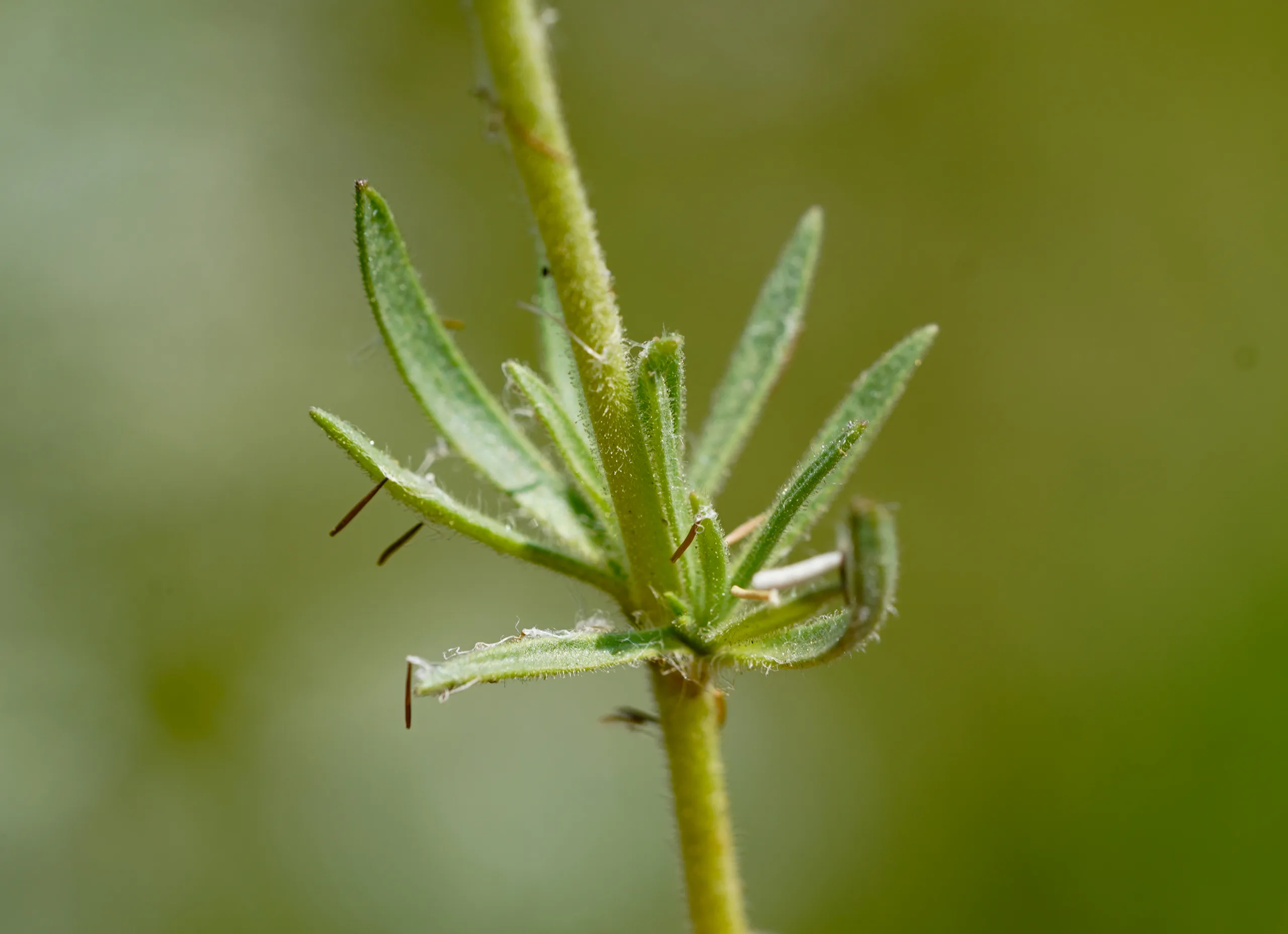 Plantago afra