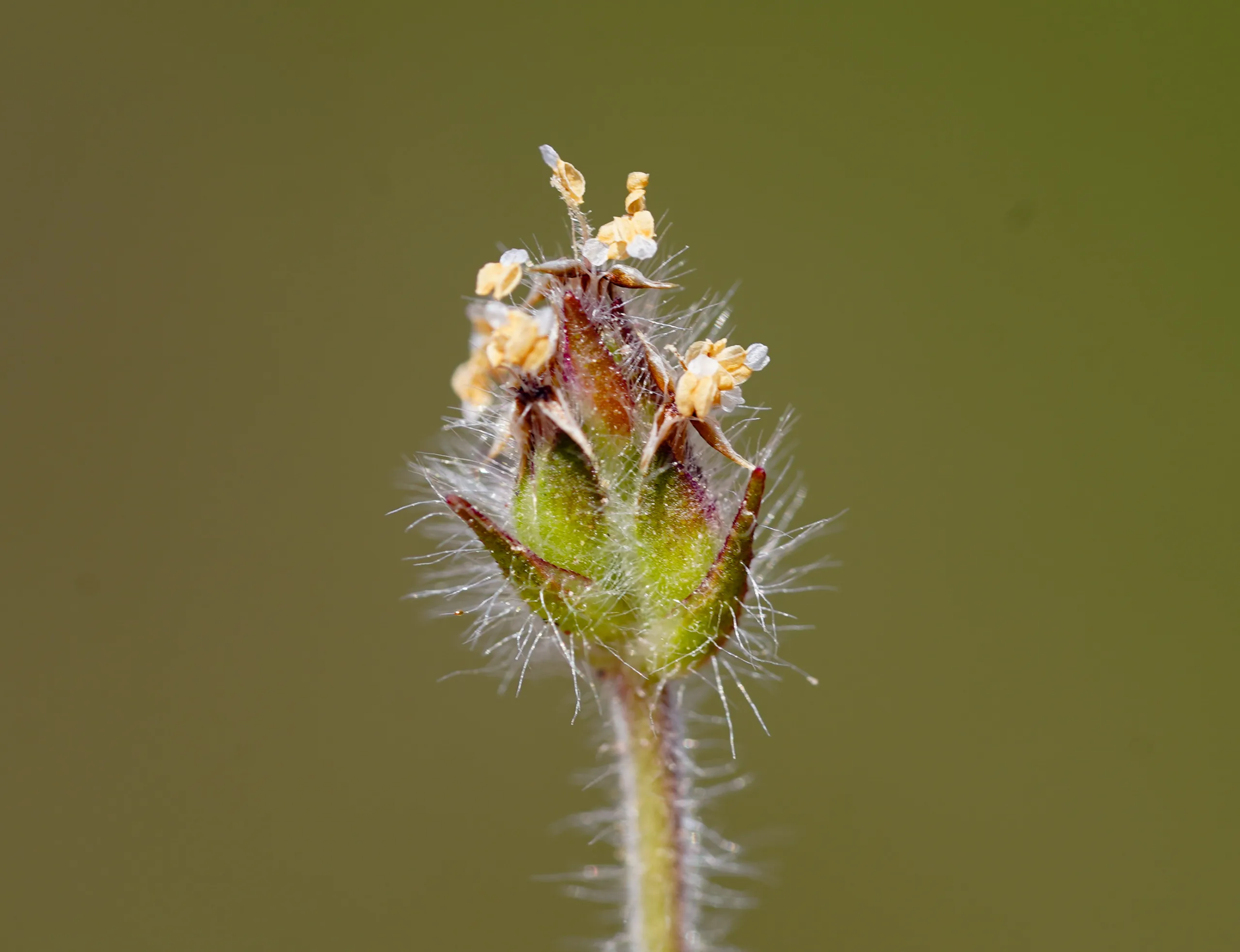Plantago bellardii (Babadeşen)