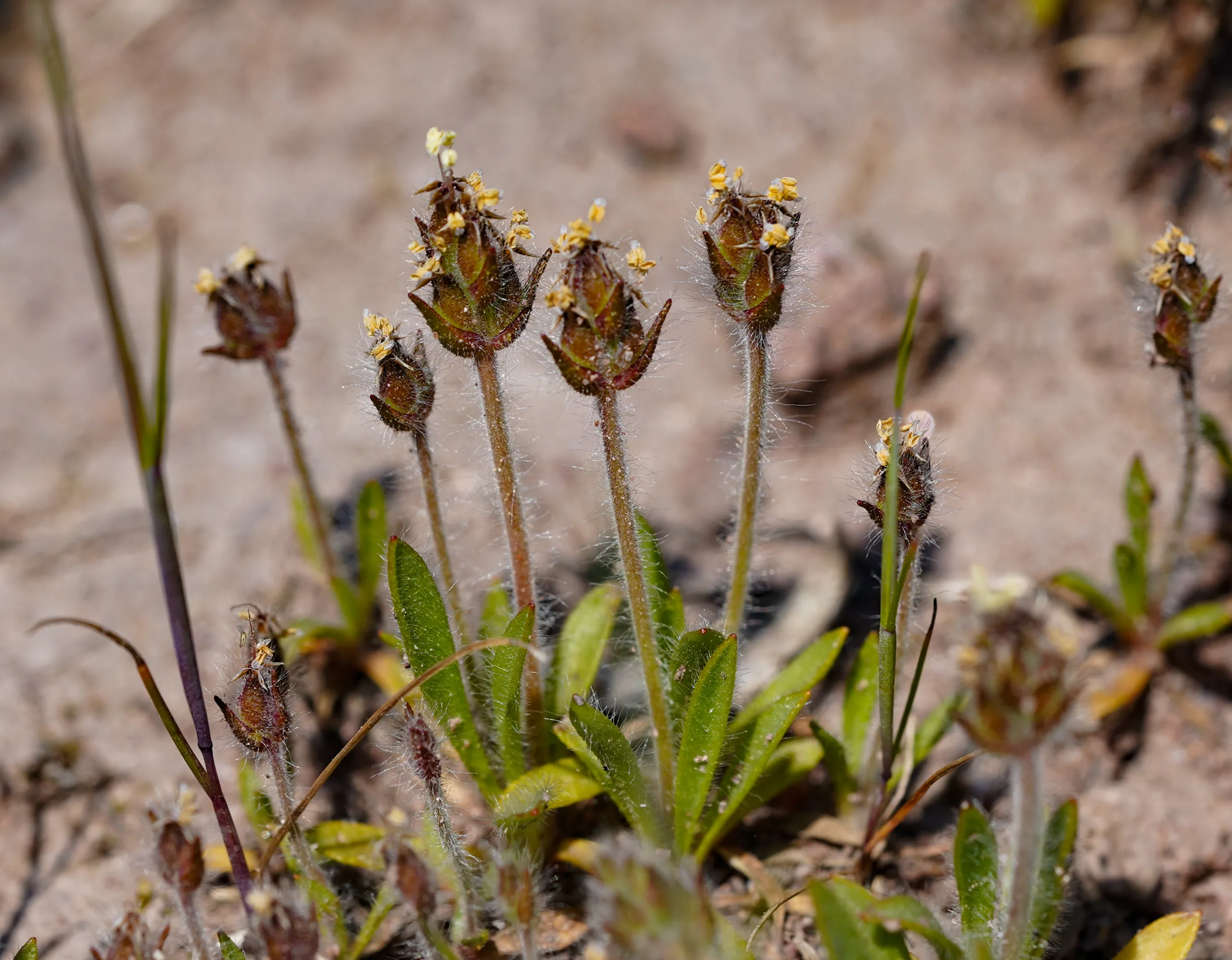 Plantago bellardii