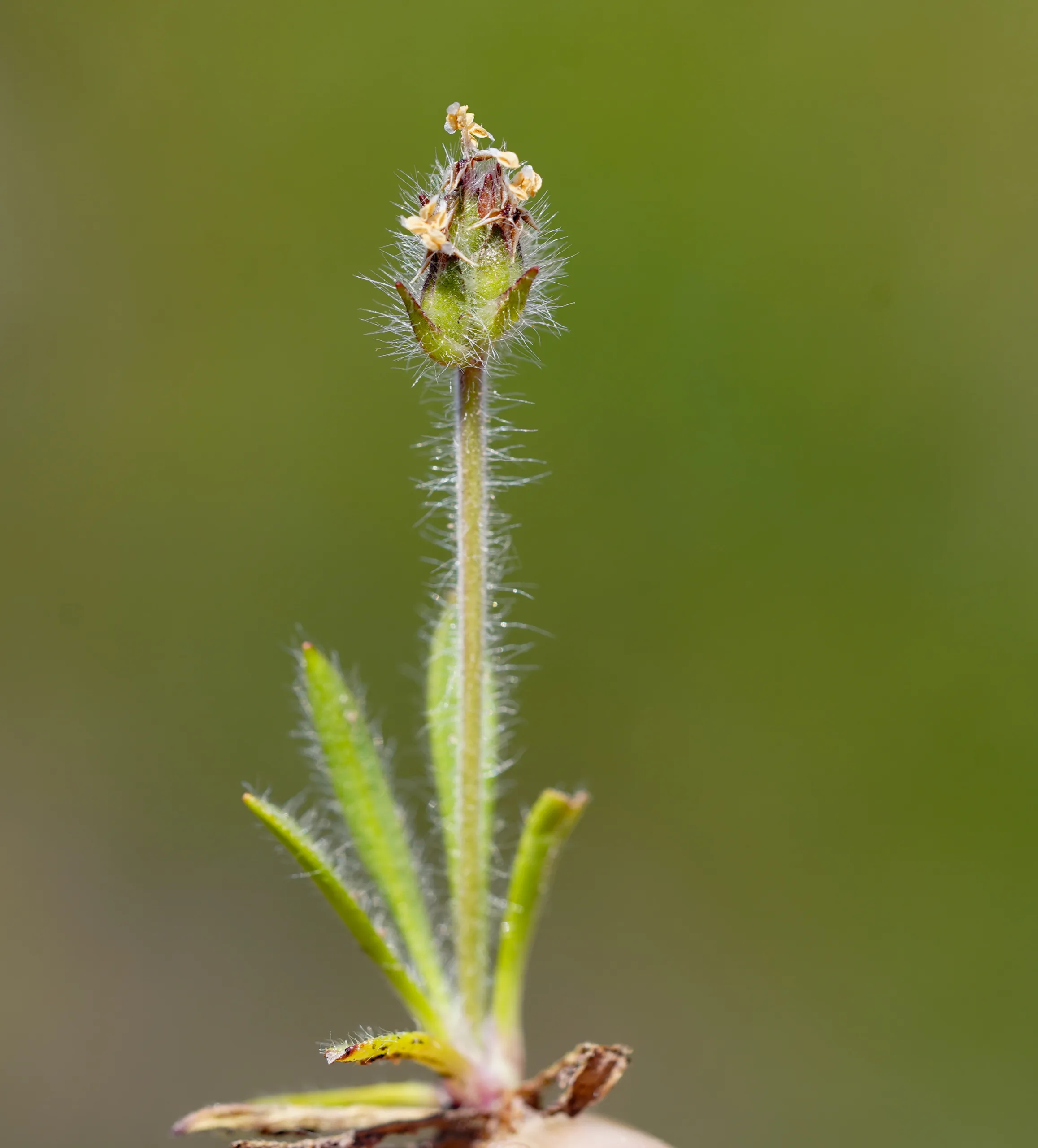 Plantago bellardii