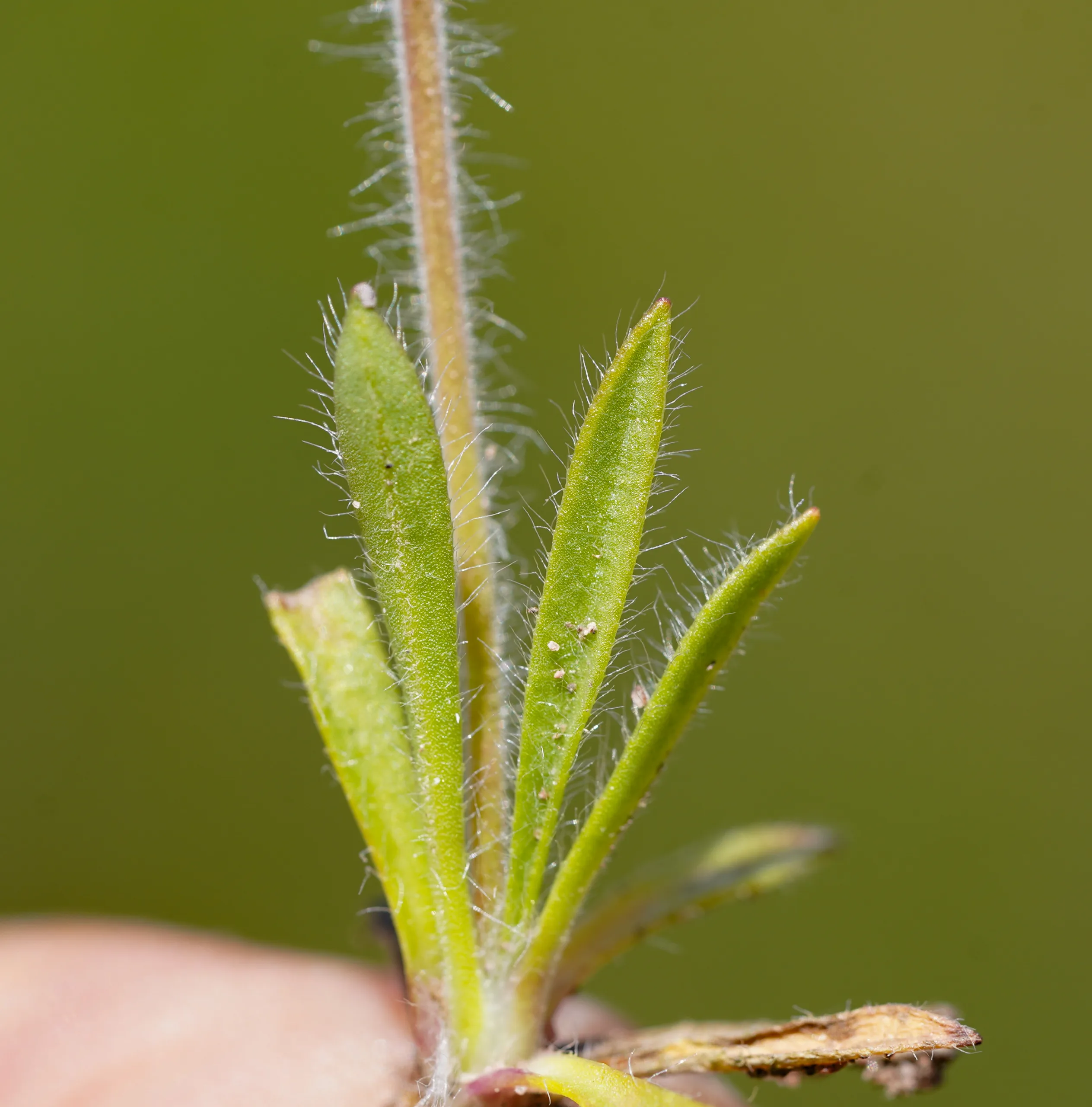 Plantago bellardii