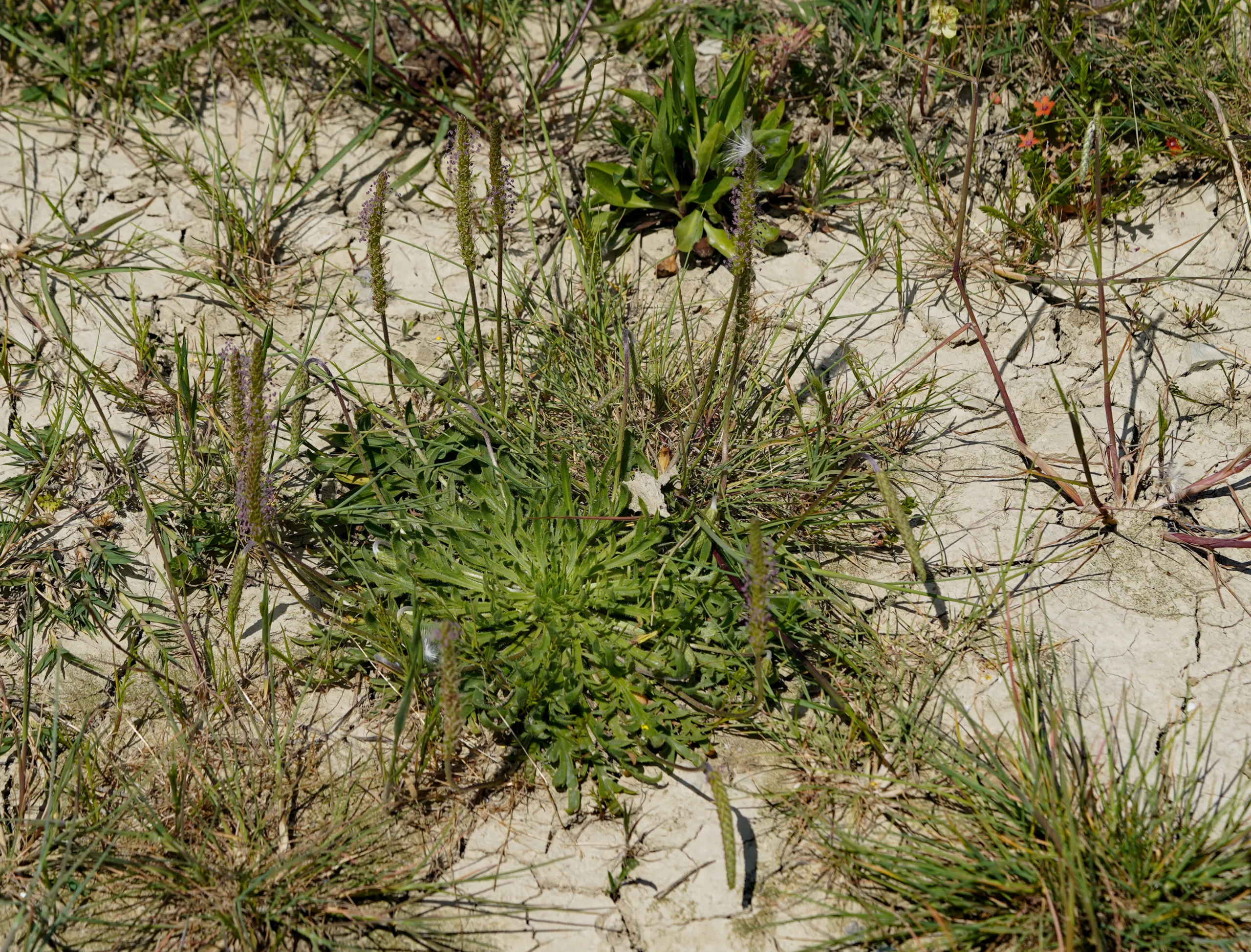 Plantago coronopus