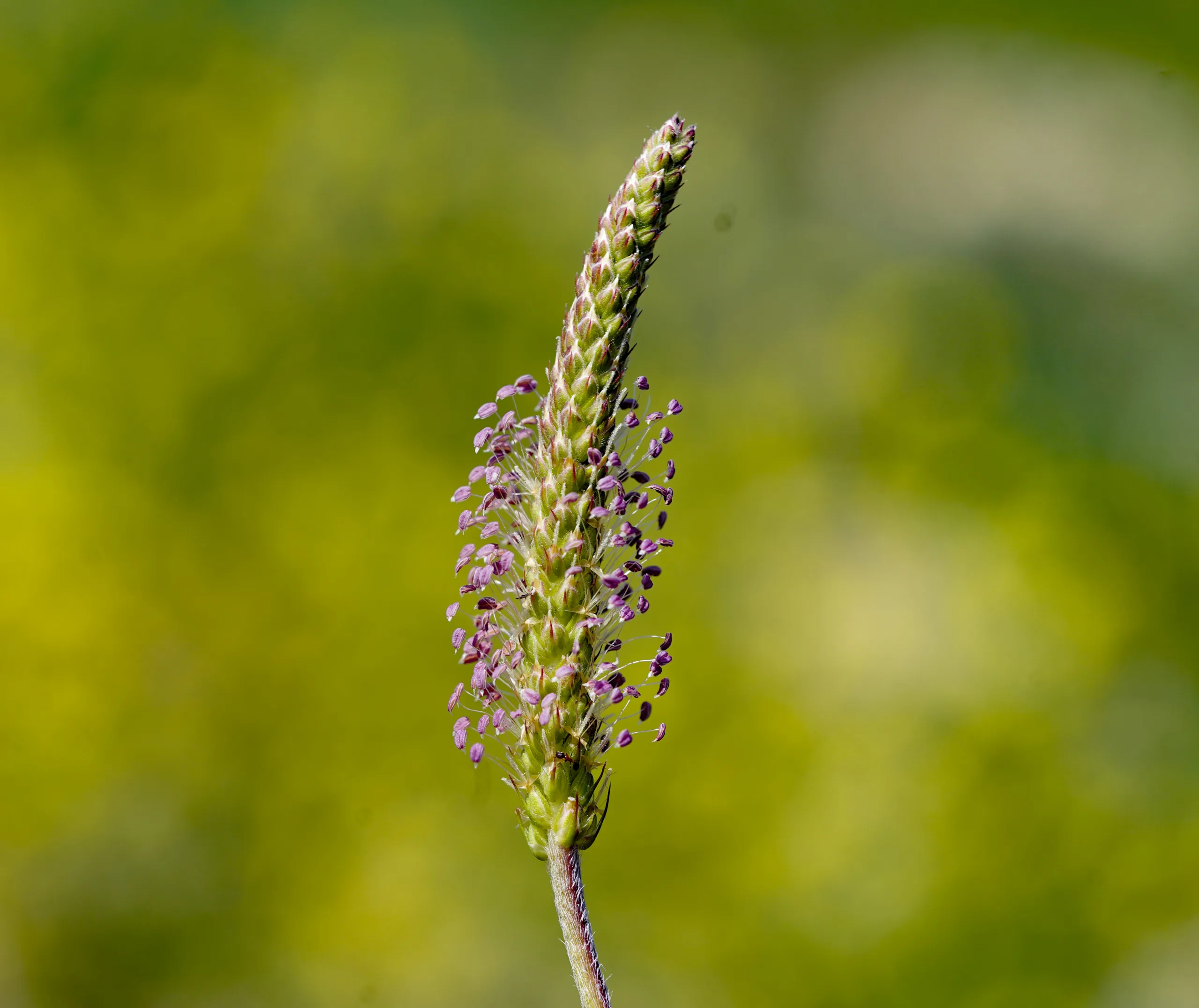 Plantago coronopus (Boğaotu)
