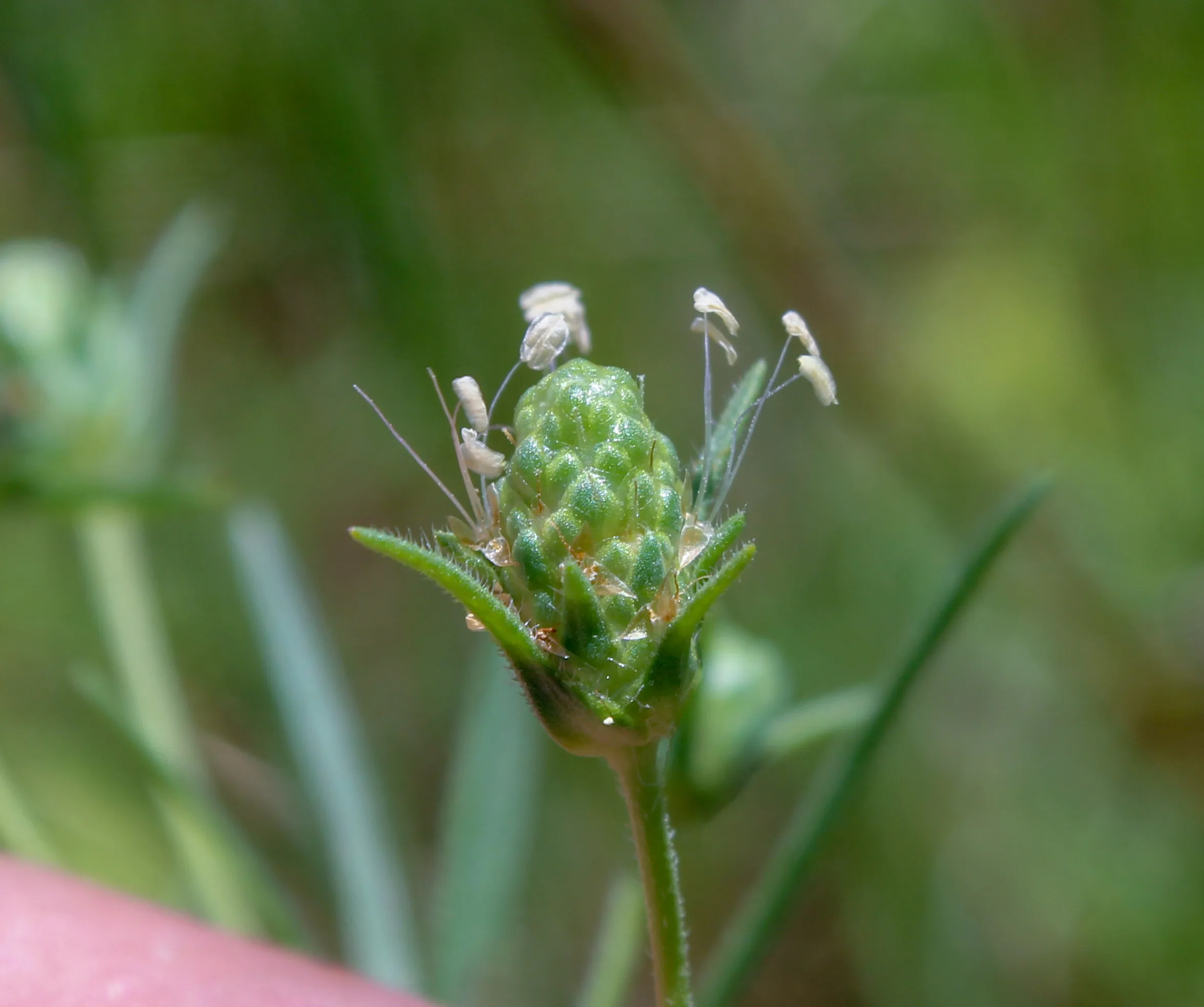 Plantago arenaria (Sinirsek)