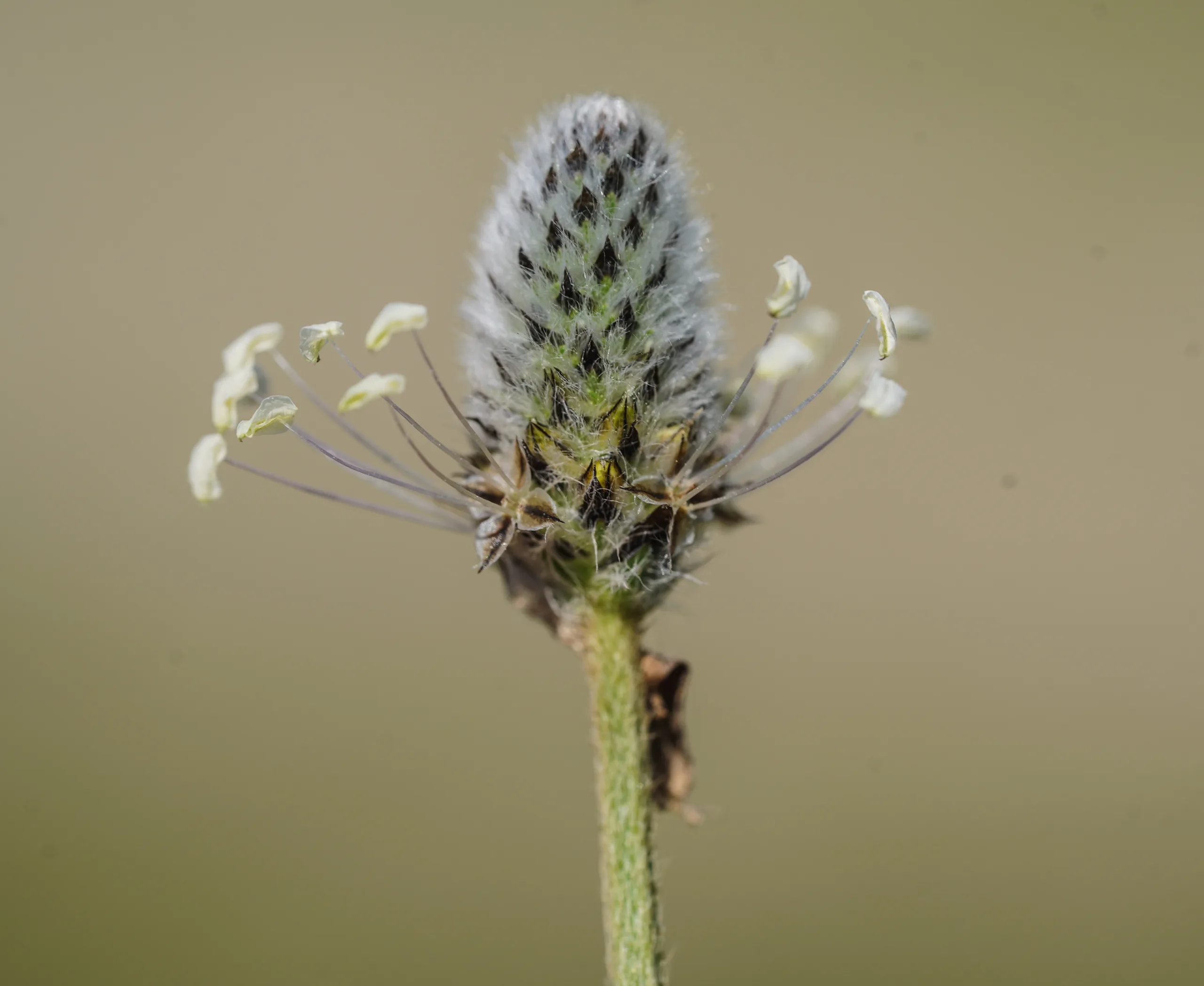 Plantago lagopus (Kırkdamarotu)
