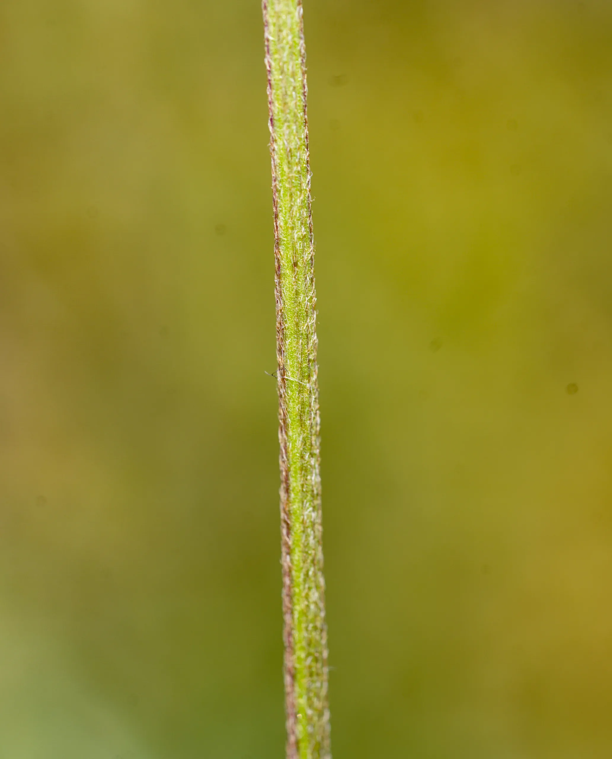 Plantago lanceolata