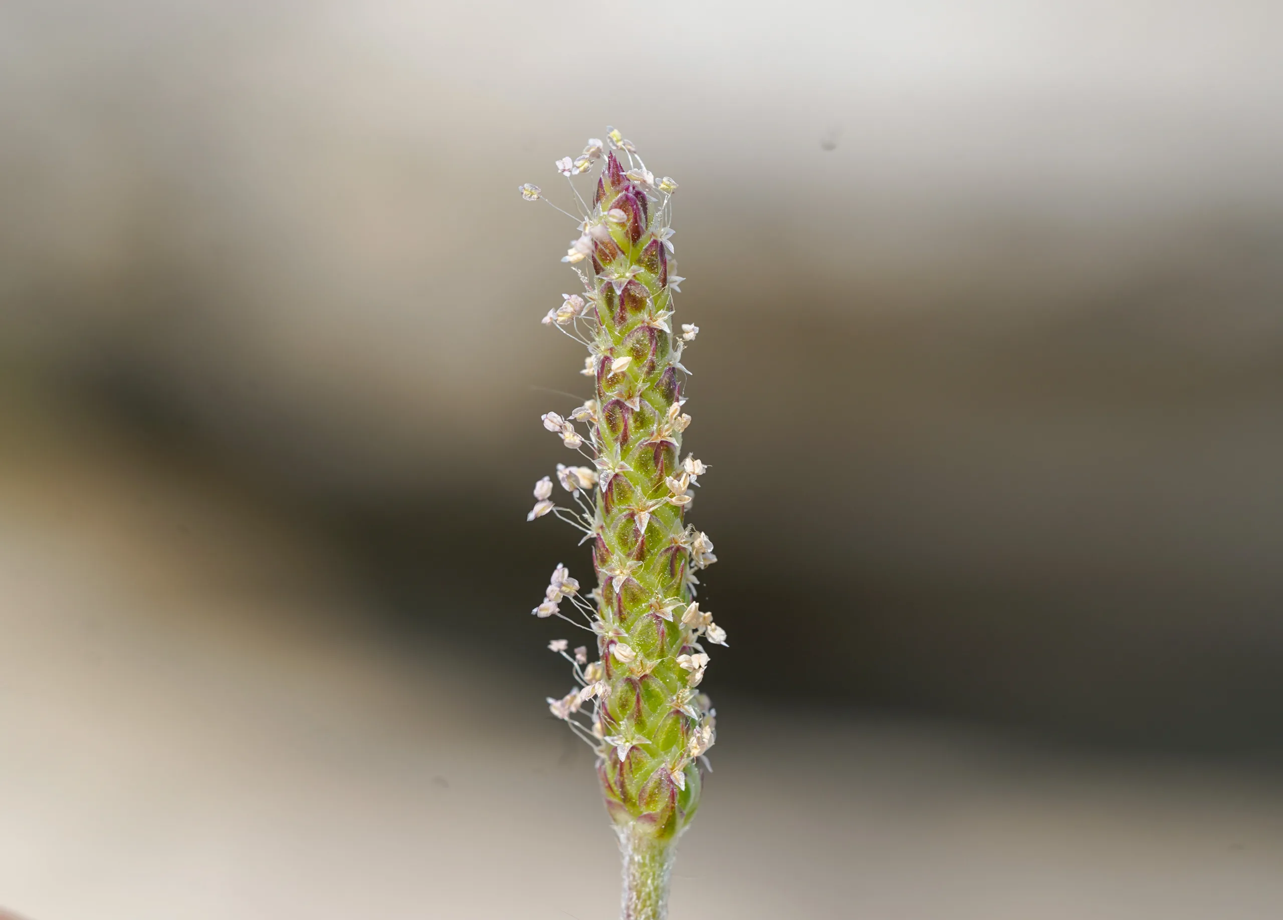 Plantago weldenii (Kankesen otu)