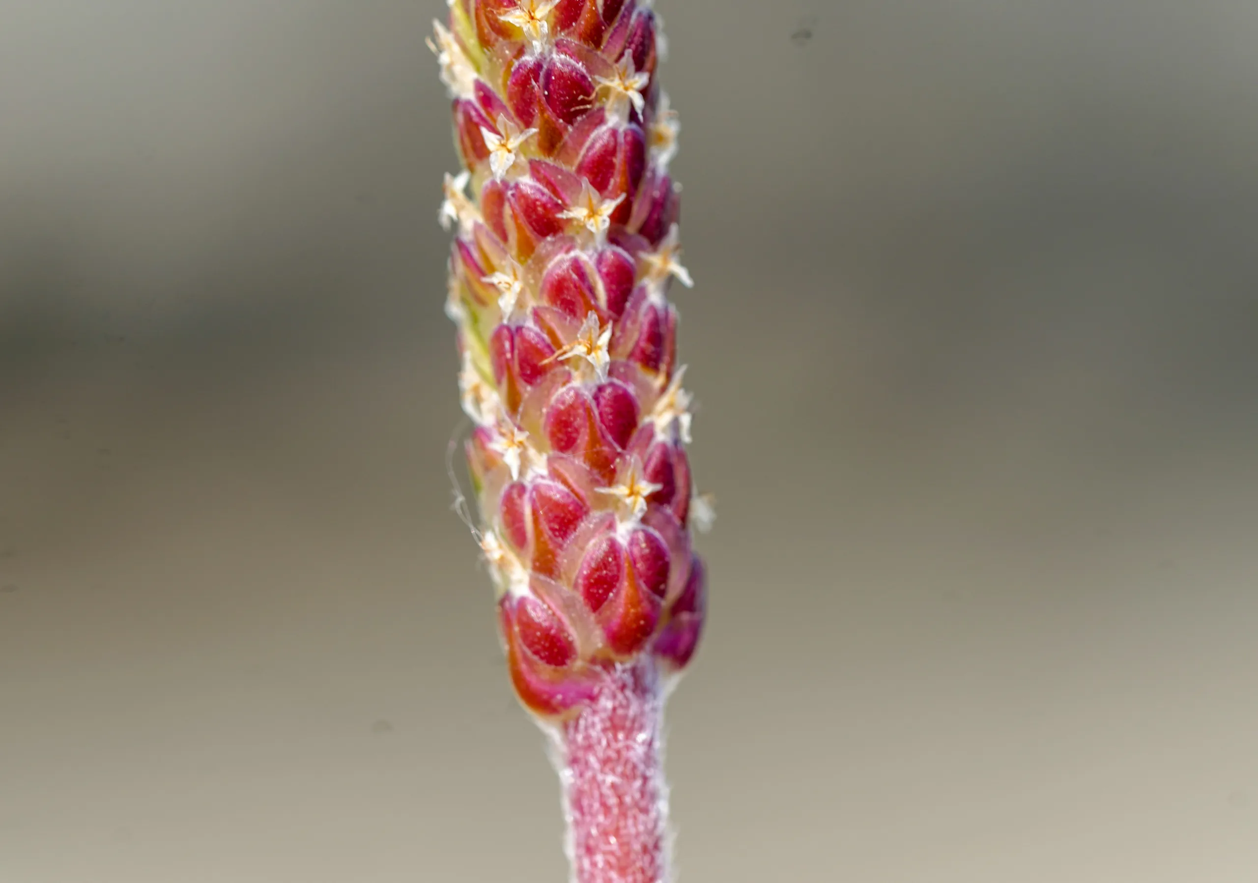 Plantago weldenii