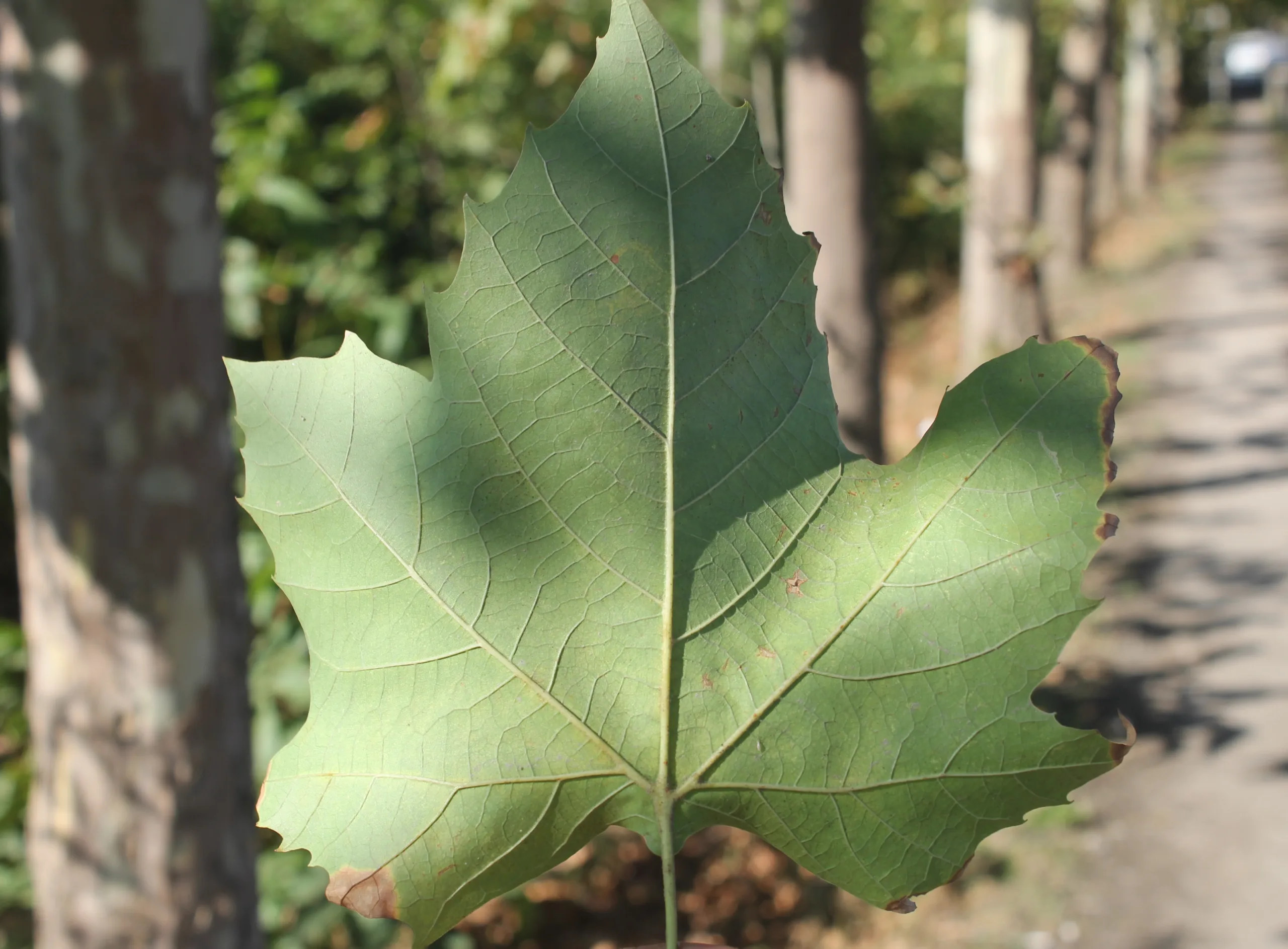Platanus × hispanica