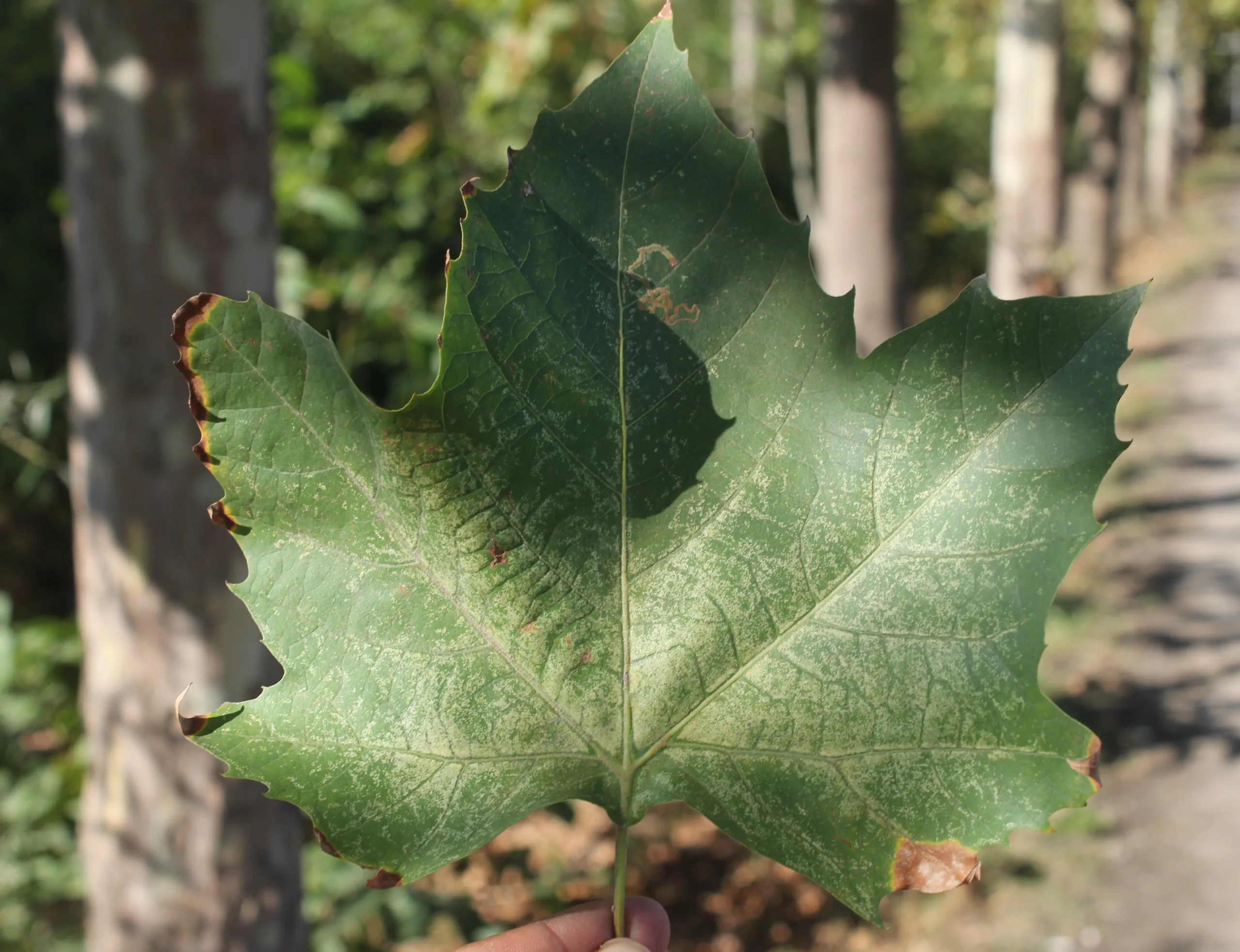 Platanus × hispanica