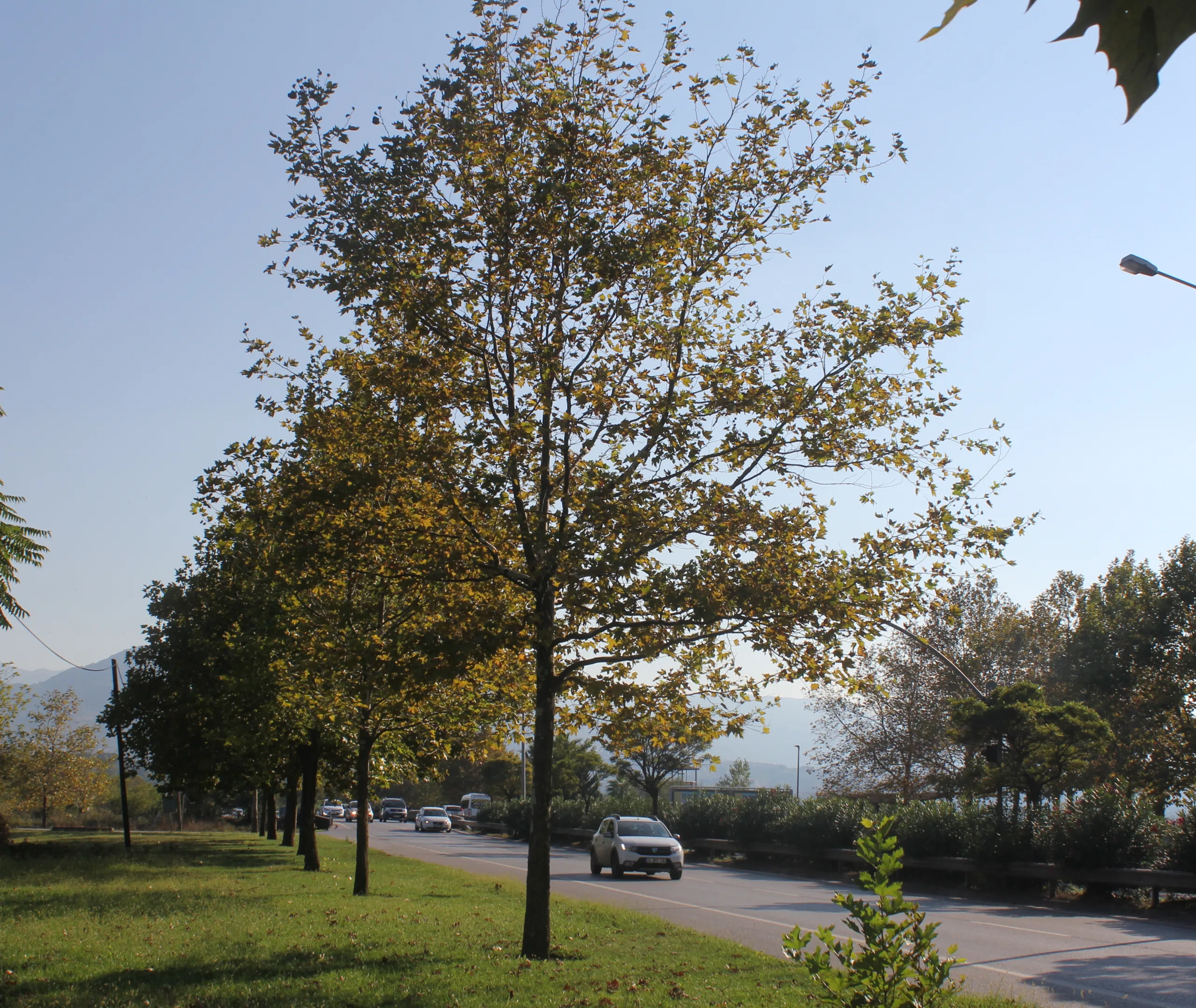 Platanus × hispanica
