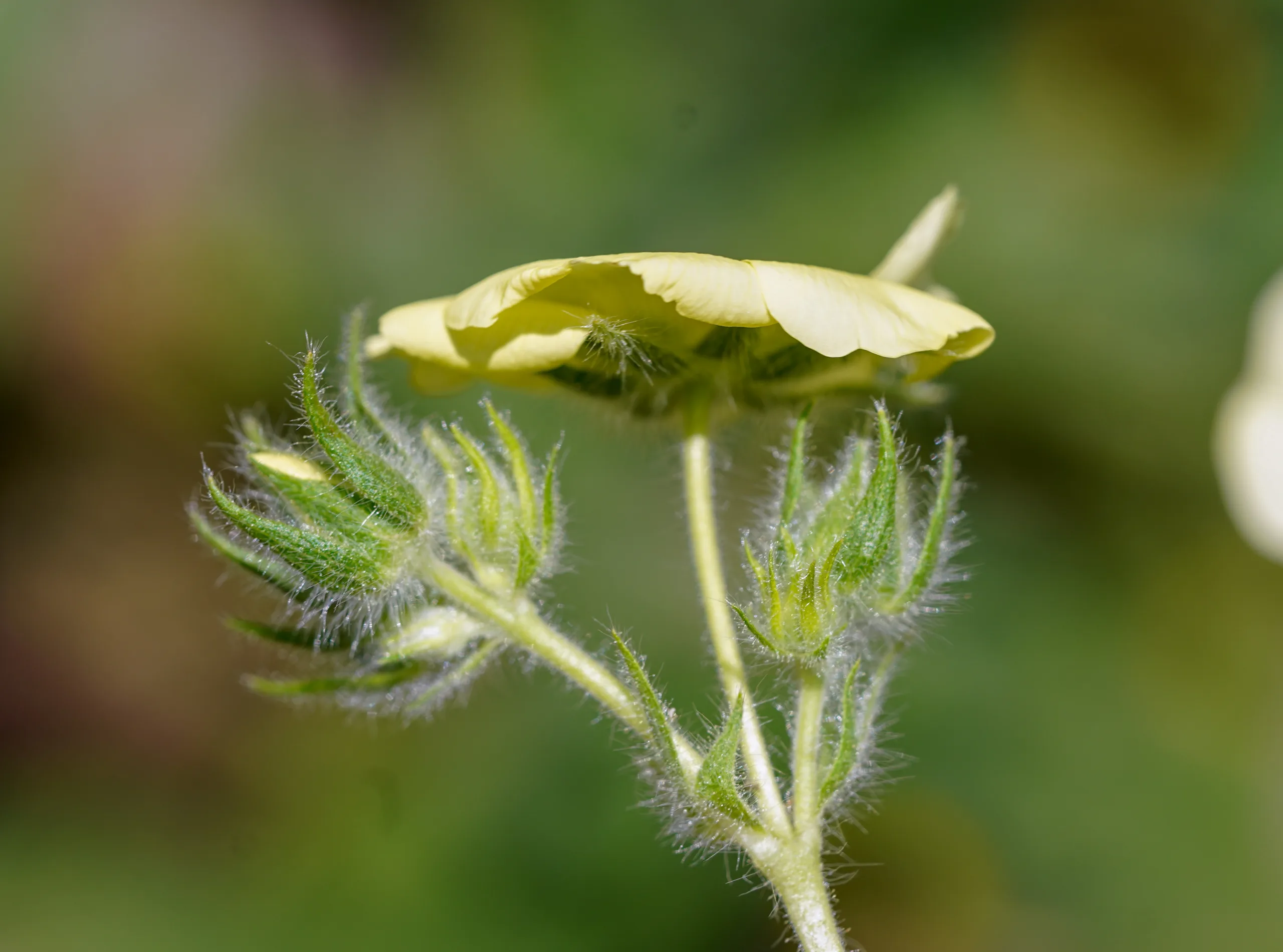 Potentilla astracanica