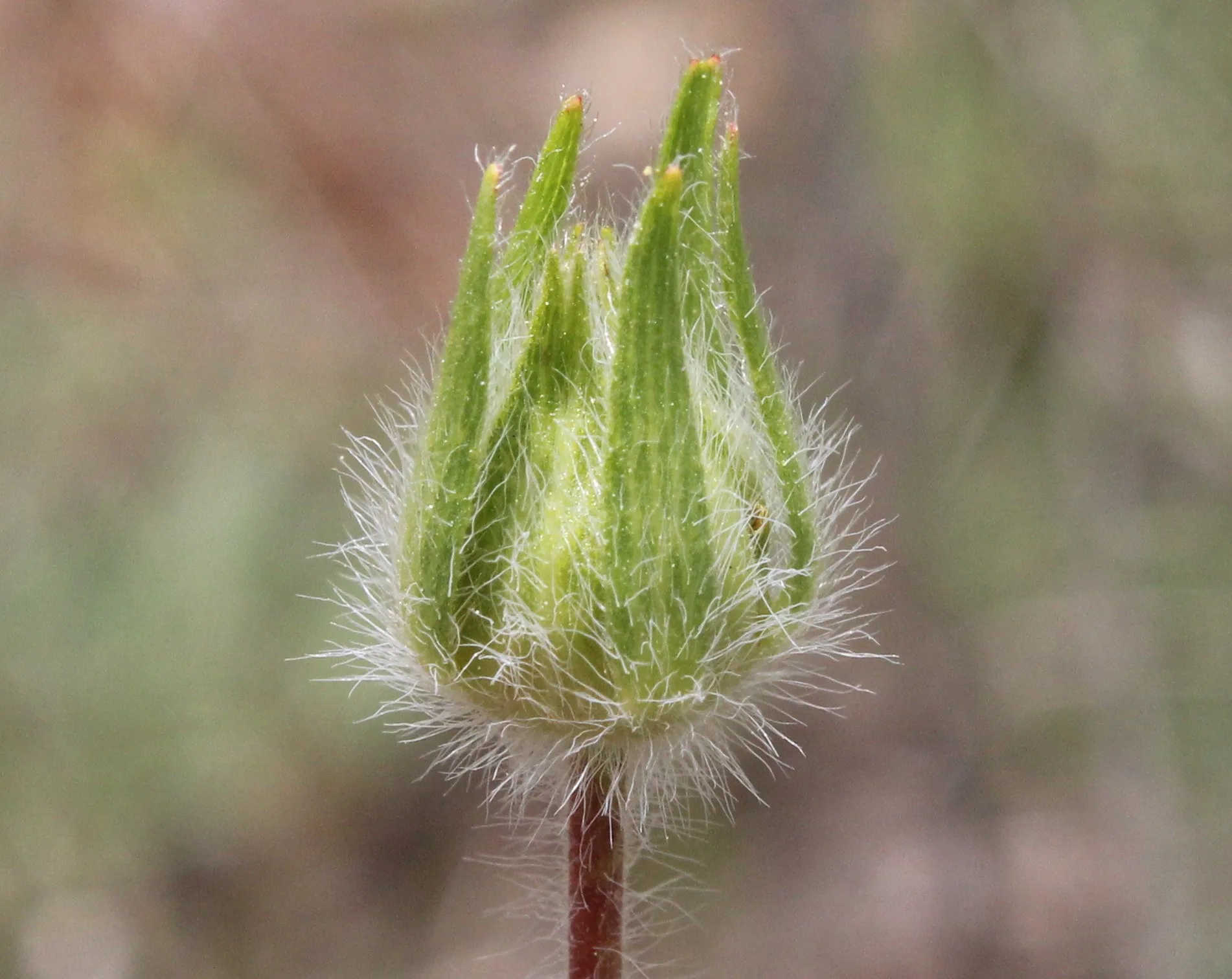 Potentilla inclinata