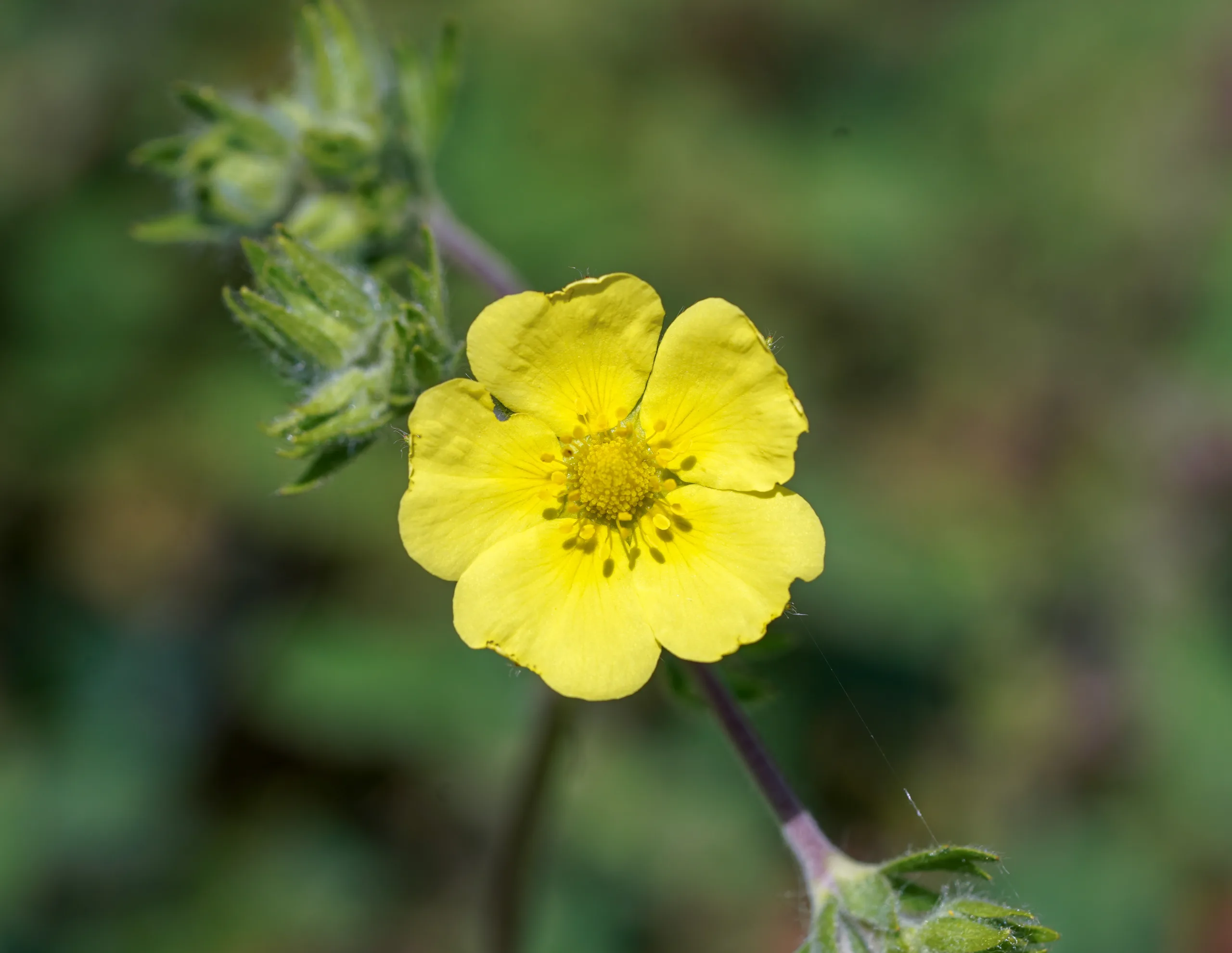 Potentilla inclinata
