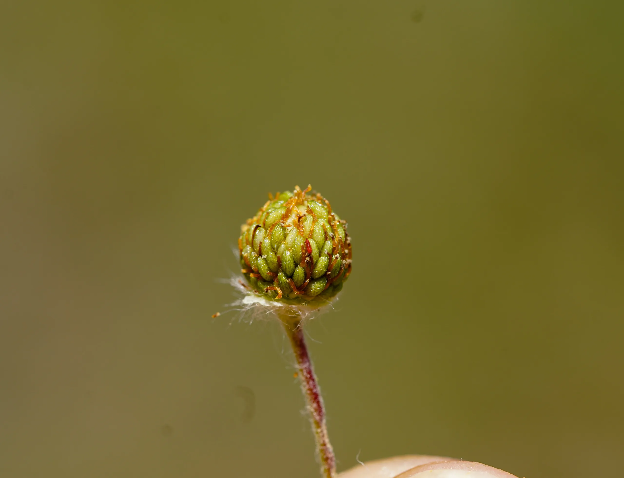 Potentilla inclinata
