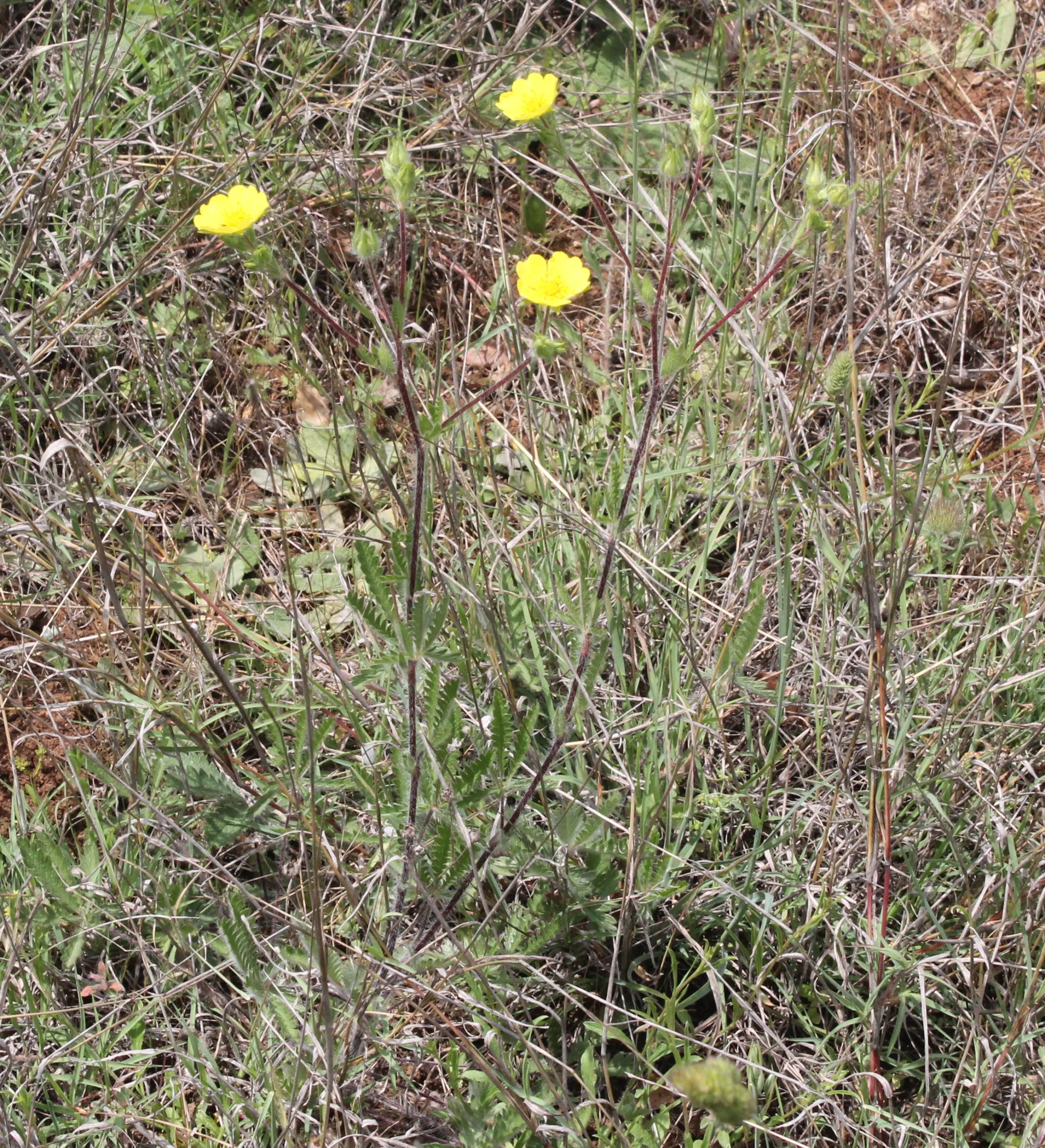 Potentilla inclinata