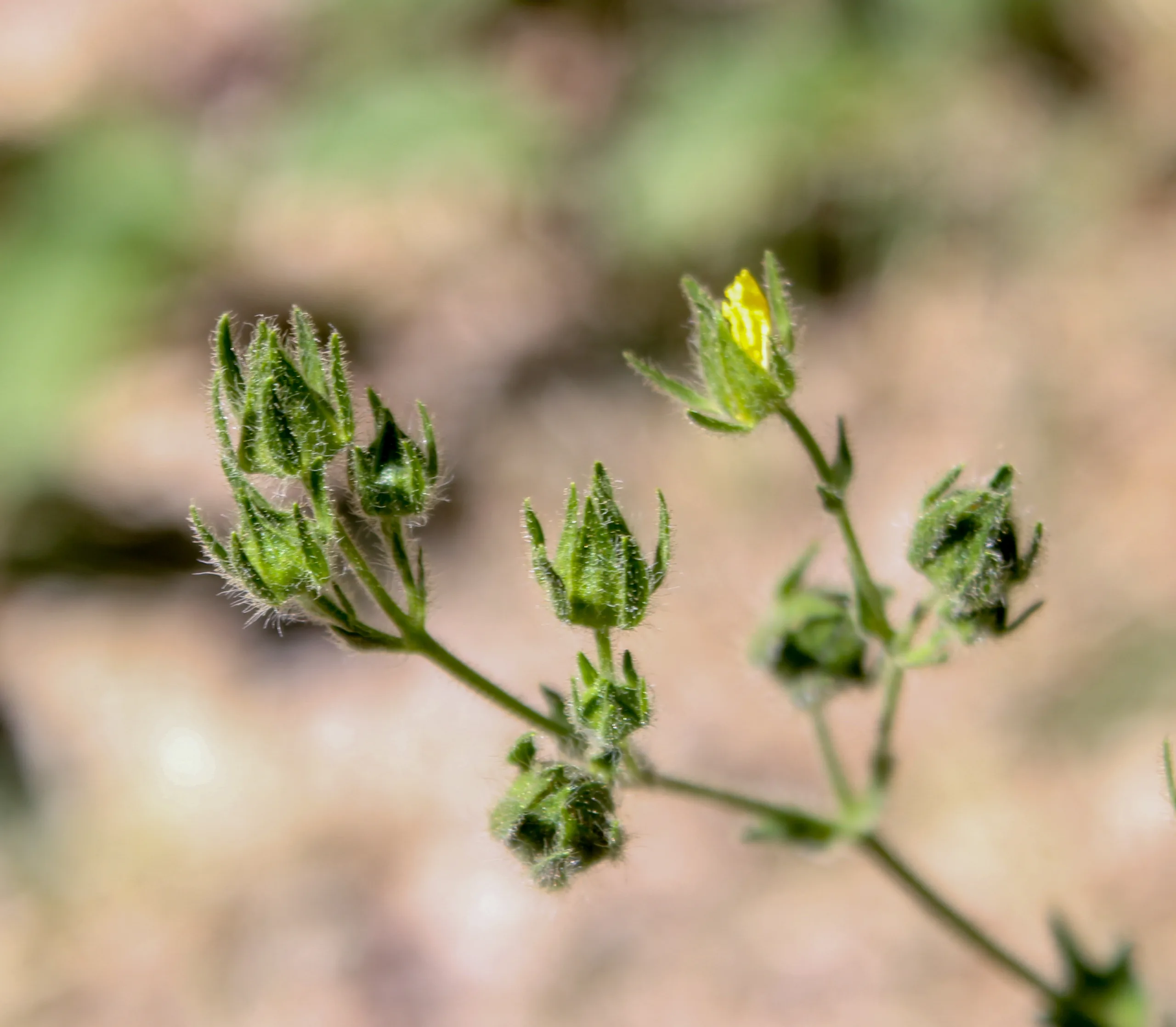 Potentilla inclinata