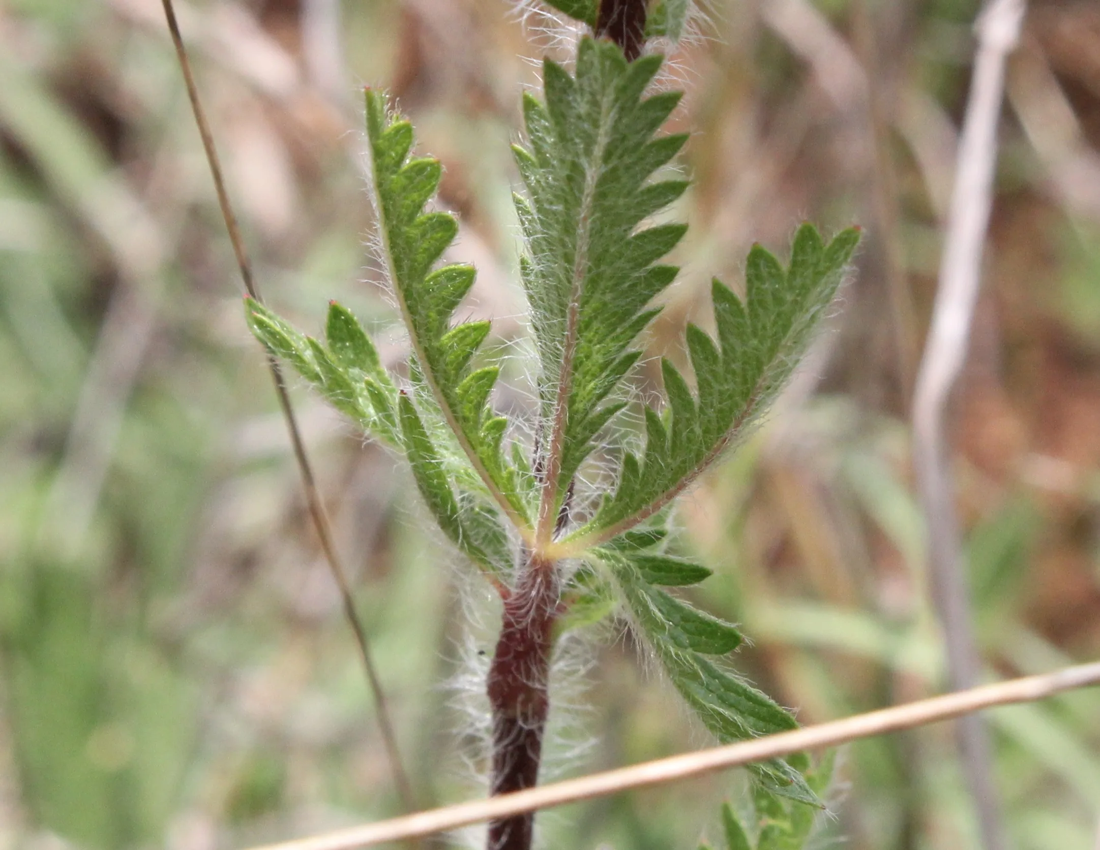 Potentilla inclinata