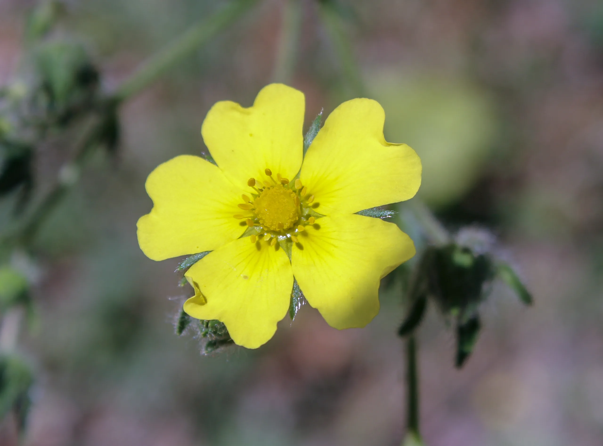 Potentilla inclinata