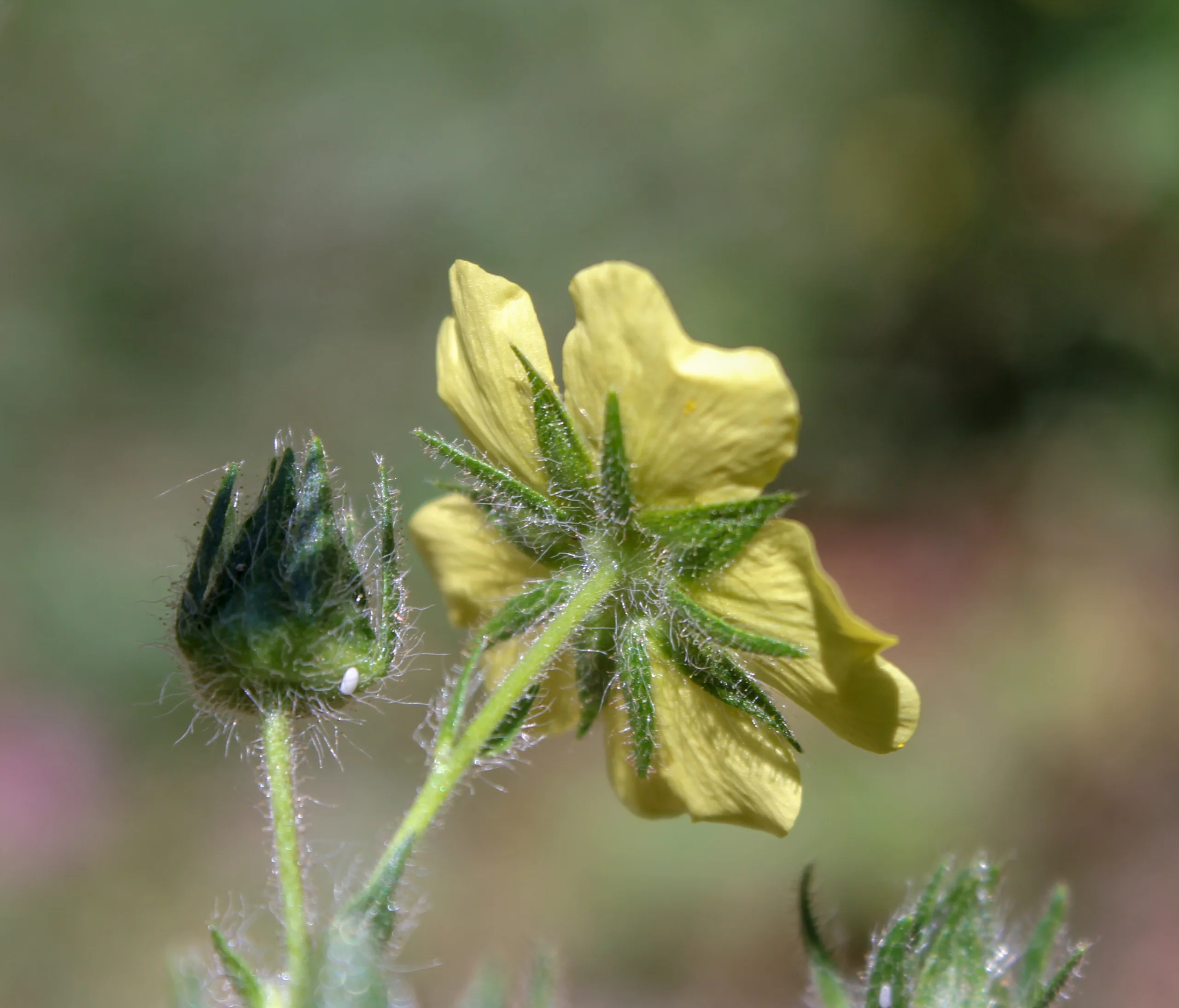 Potentilla inclinata