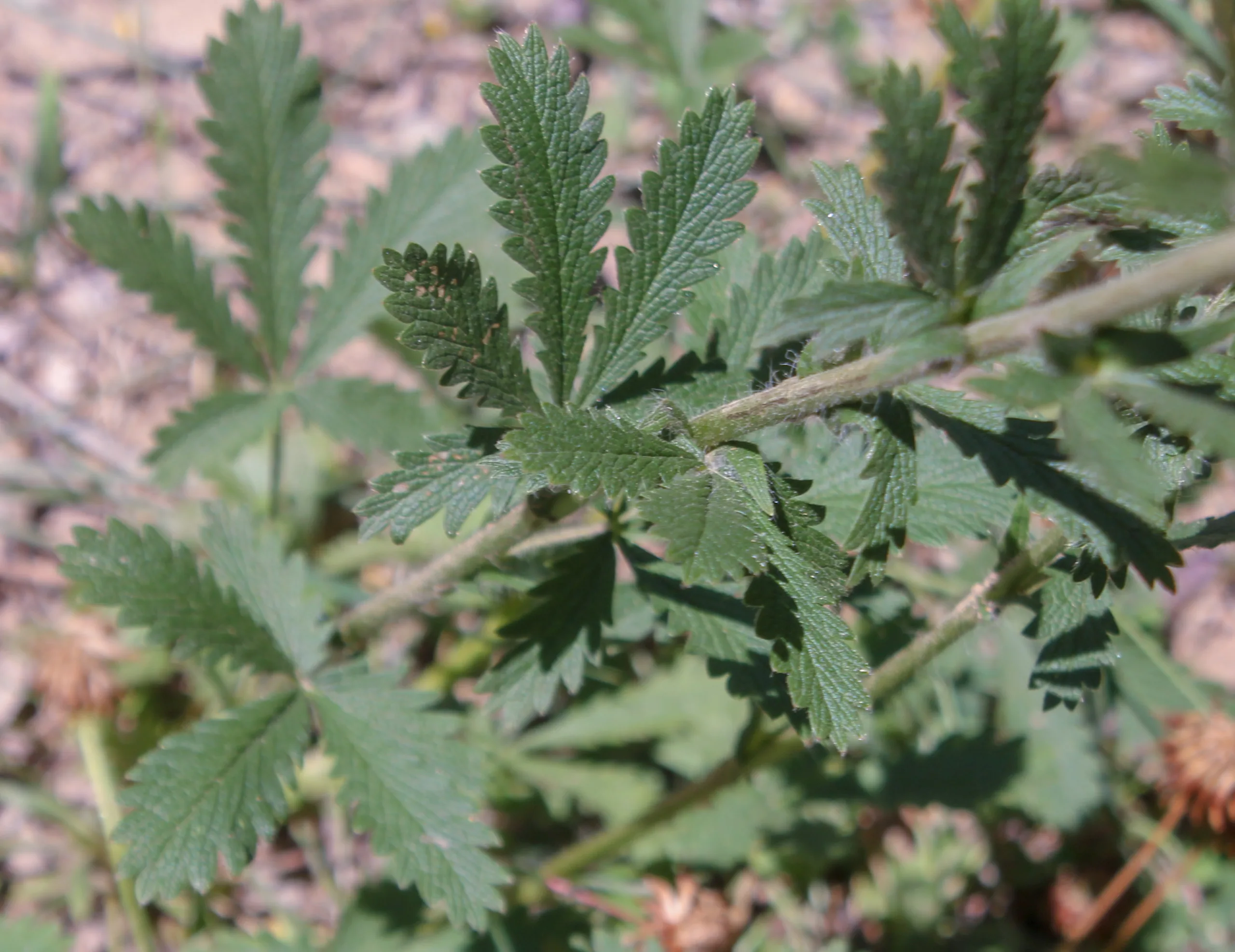 Potentilla inclinata
