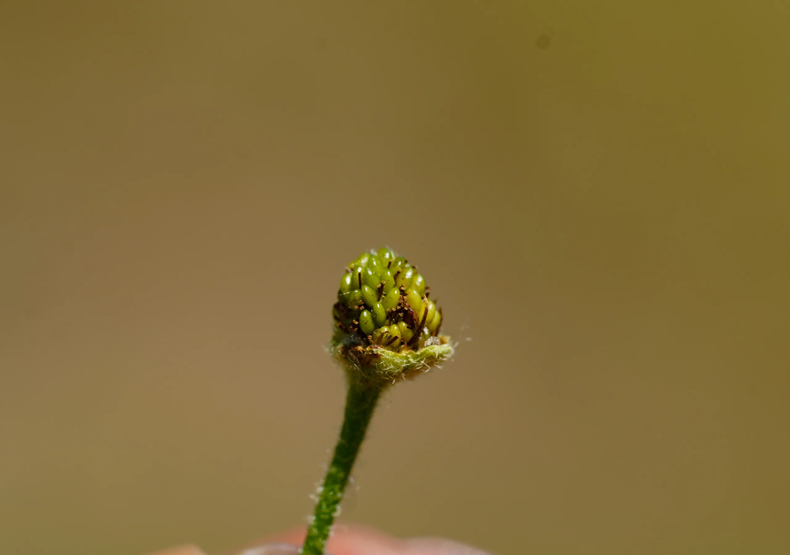 Potentilla reptans