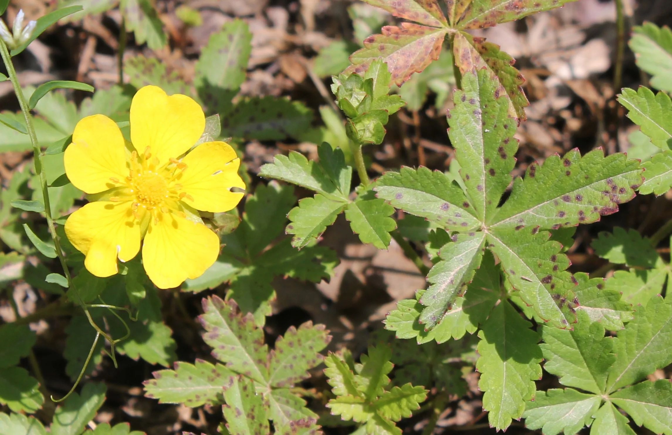 Potentilla reptans