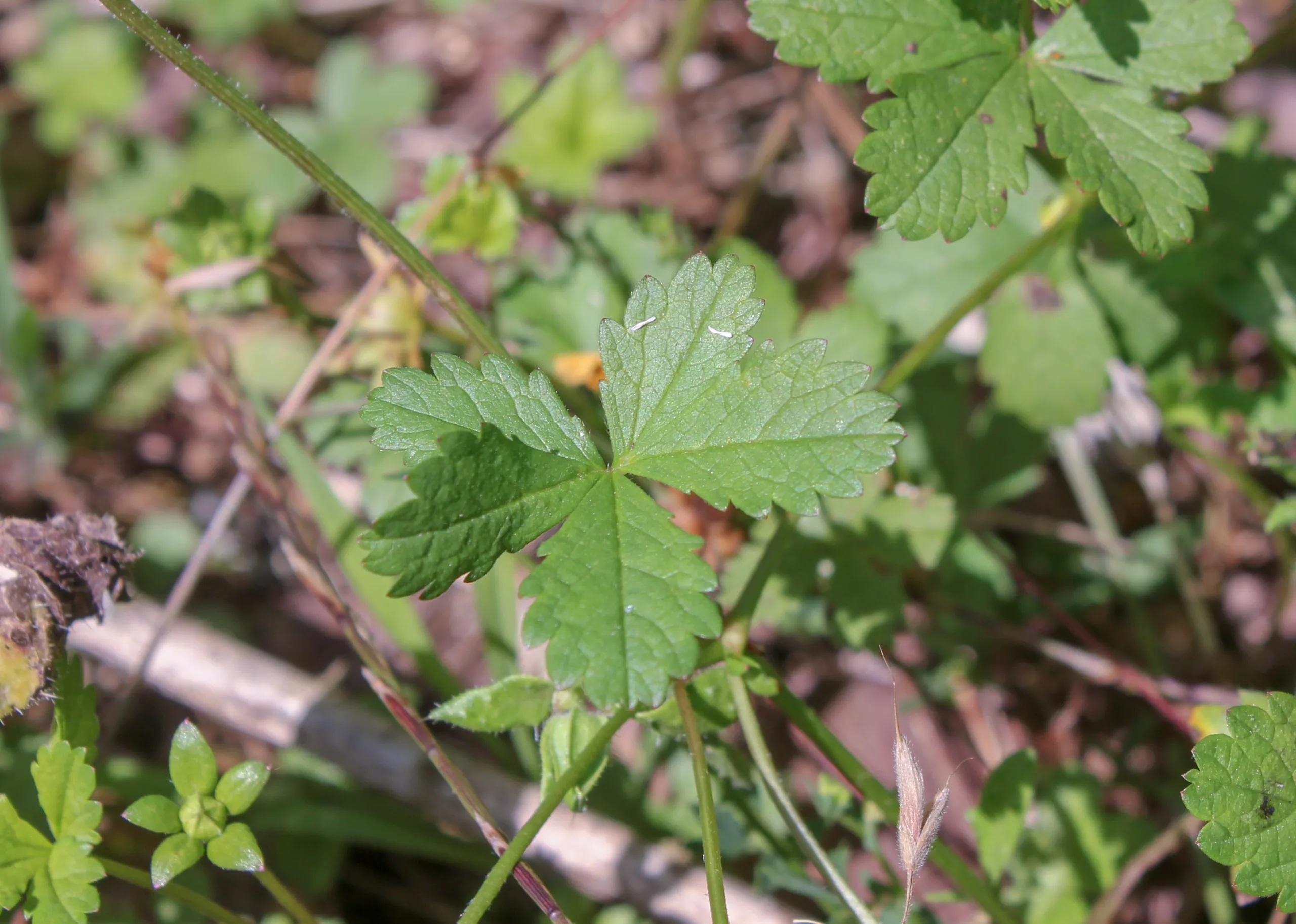 Potentilla reptans