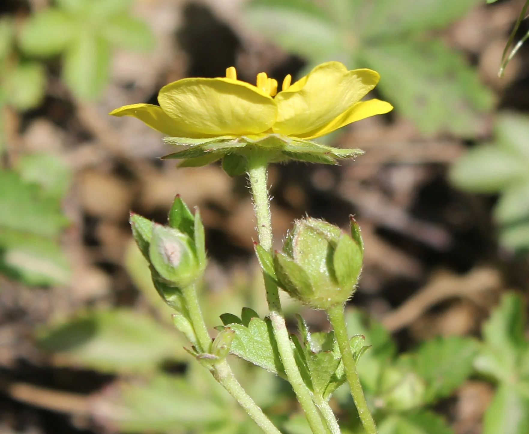 Potentilla reptans