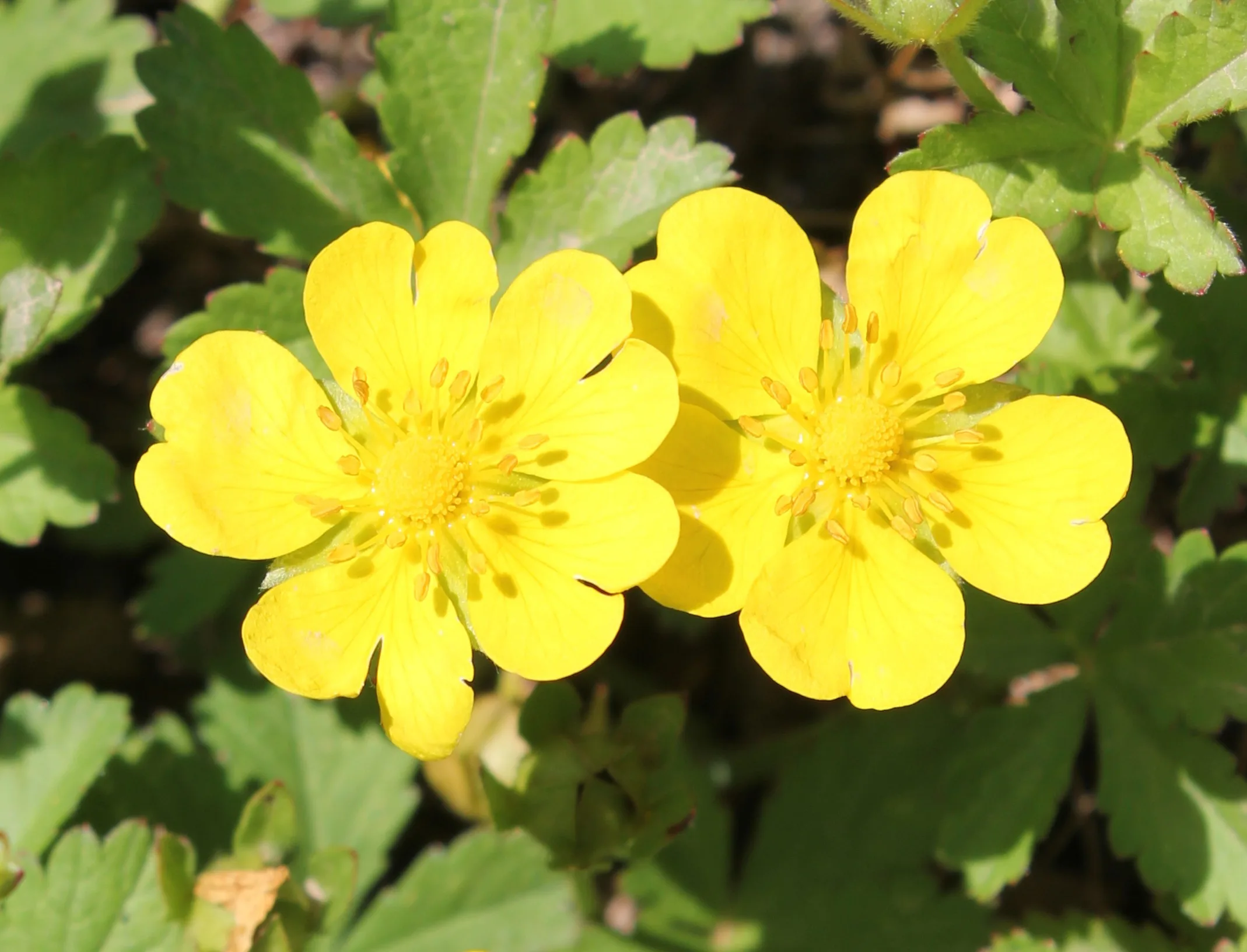 Potentilla reptans