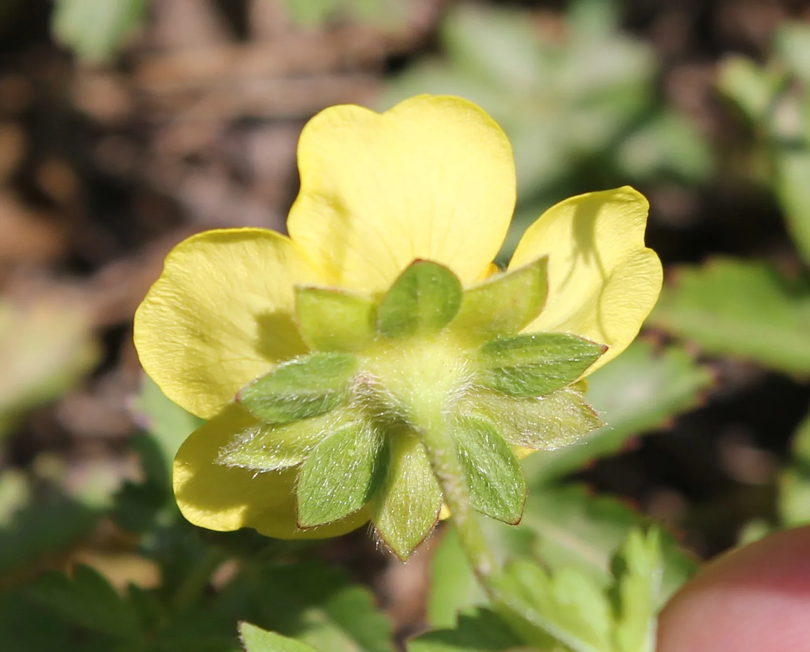 Potentilla reptans