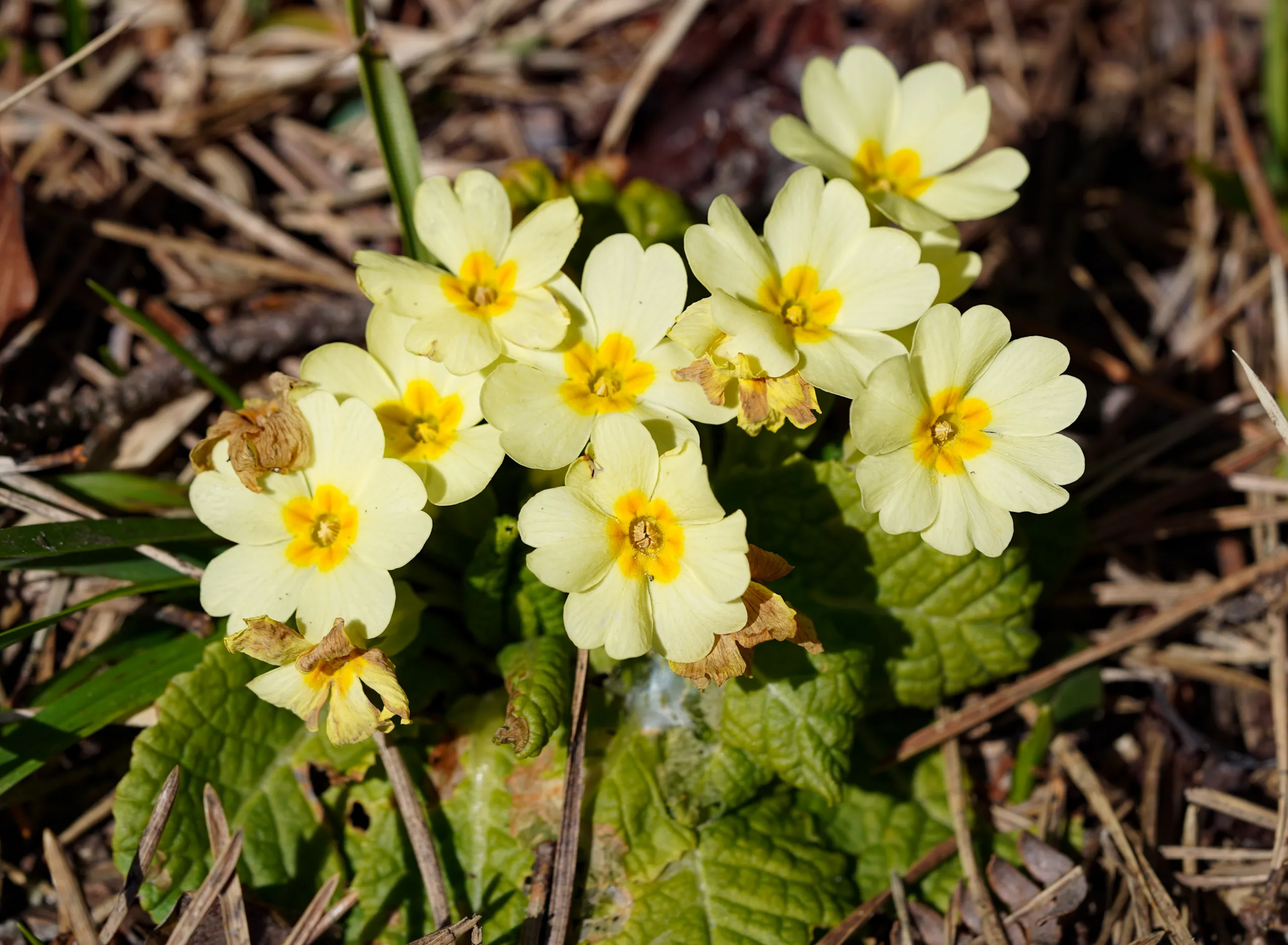 Primula vulgaris