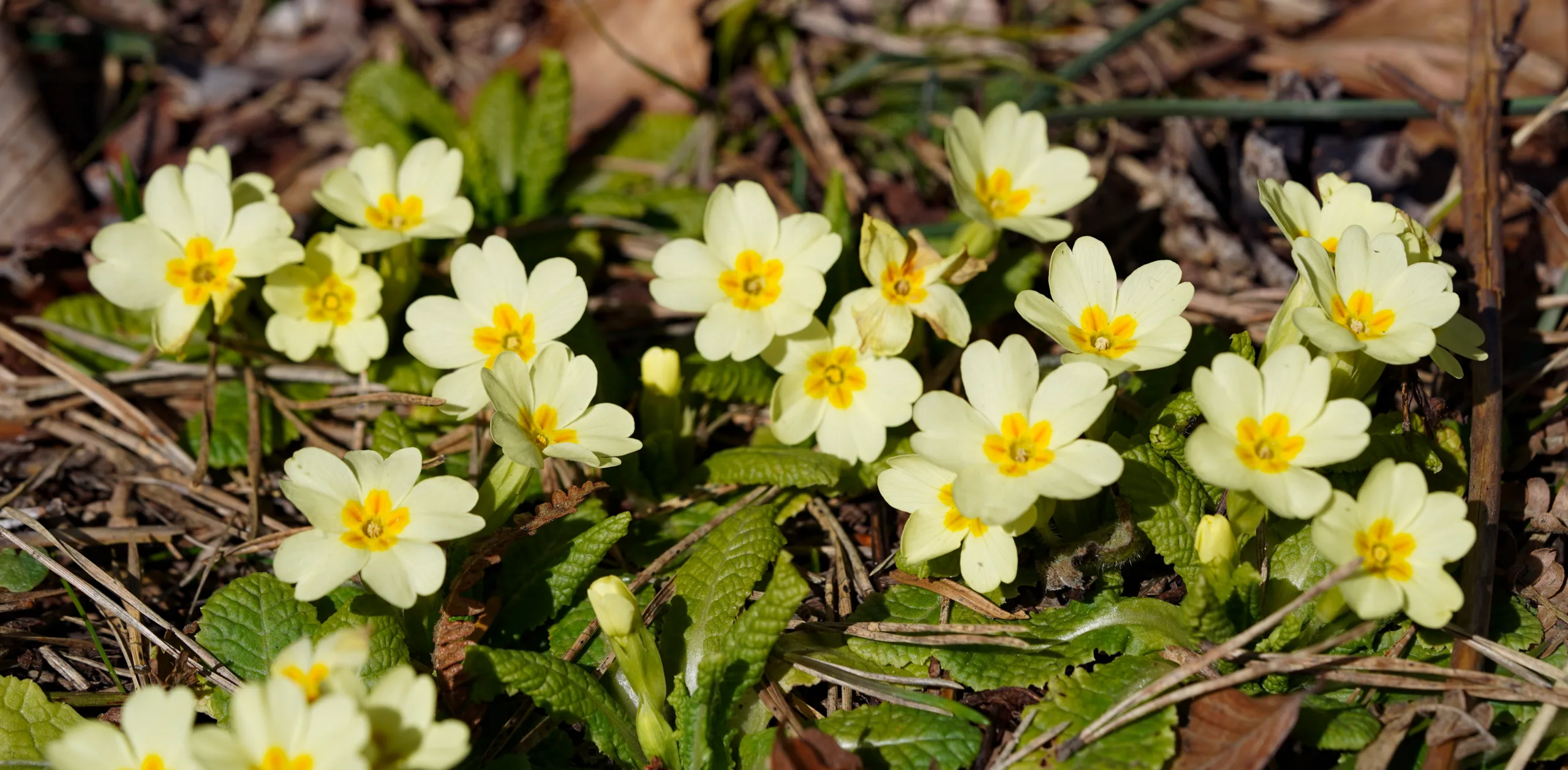 Primula vulgaris