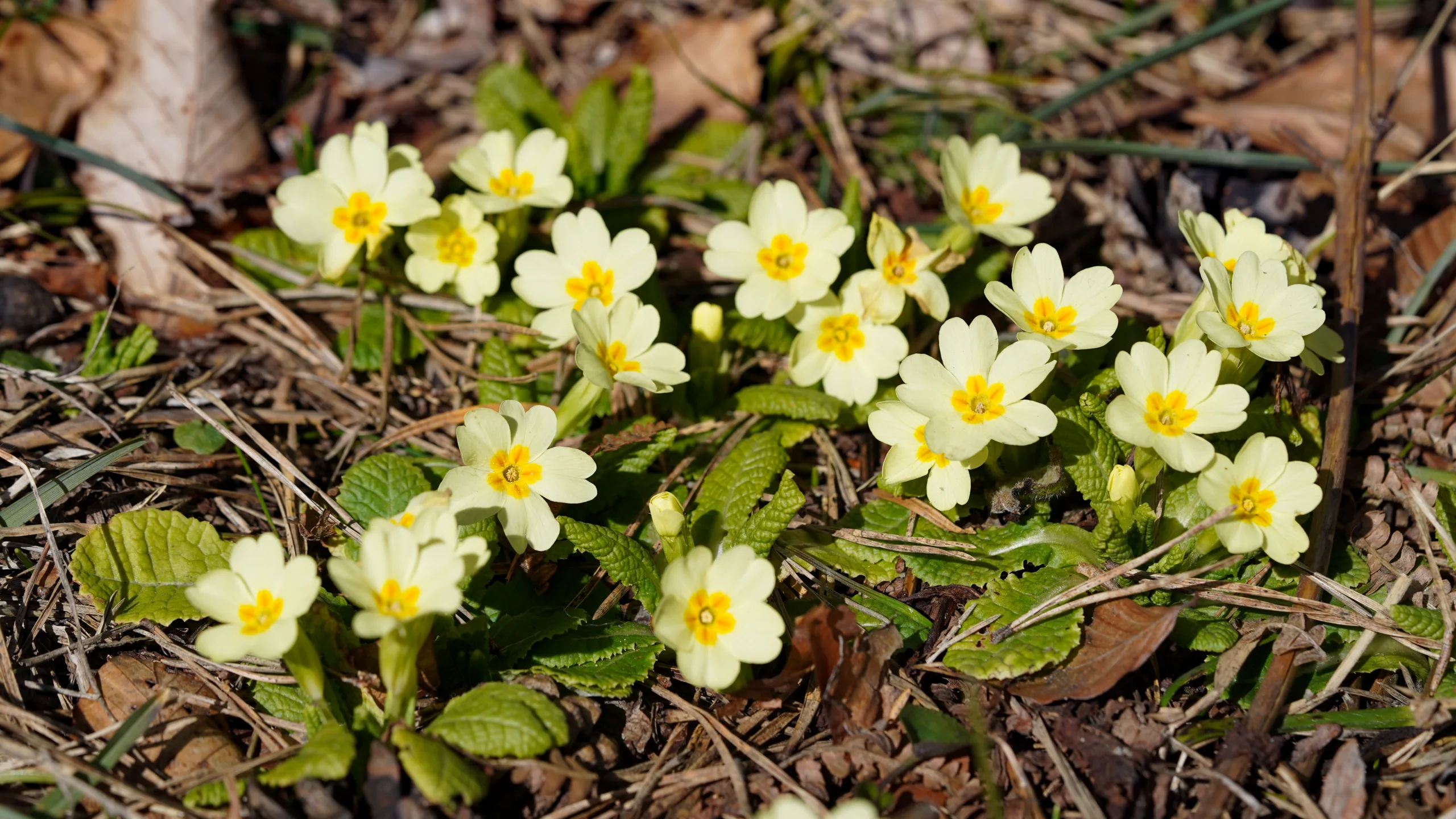 Primula vulgaris