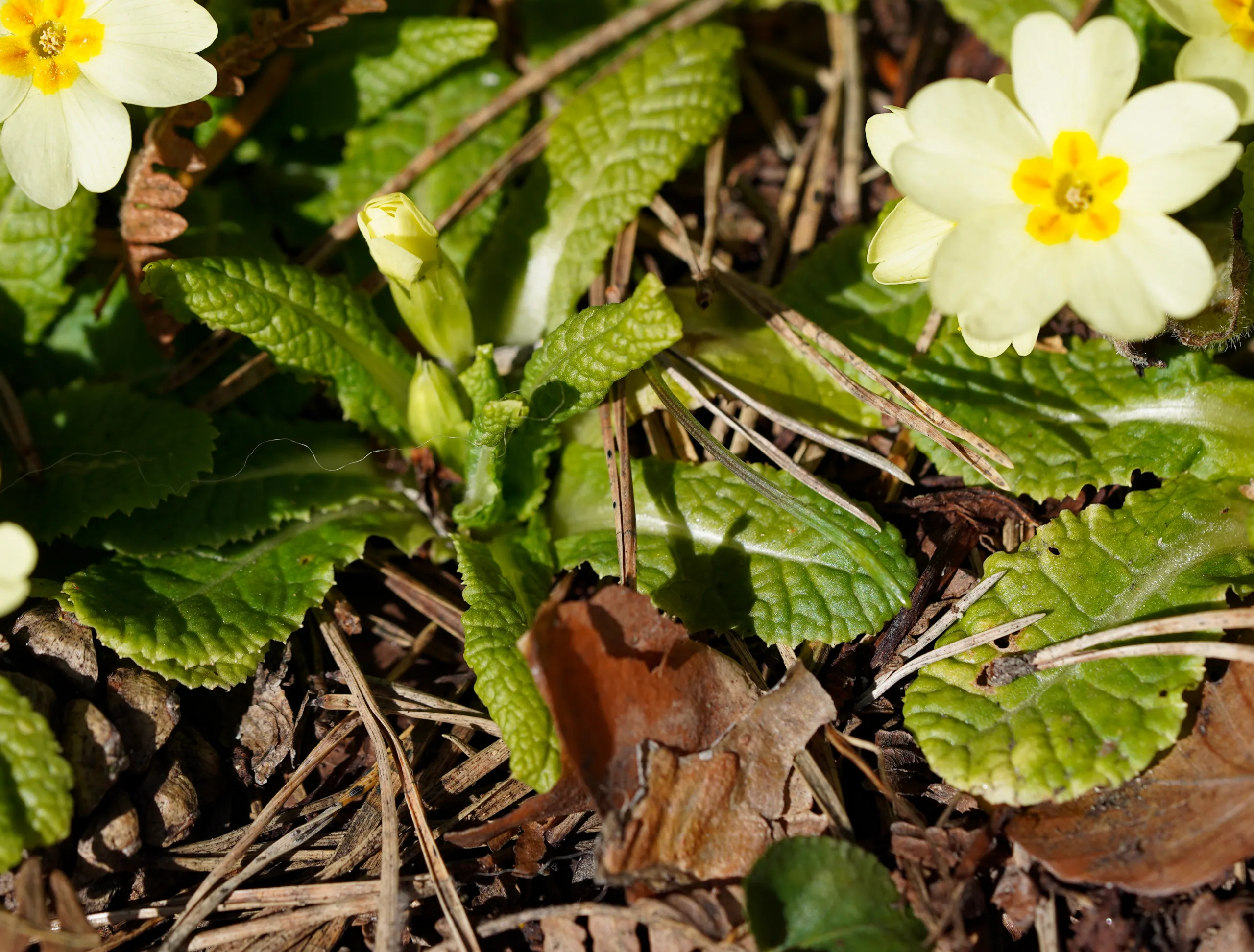 Primula vulgaris