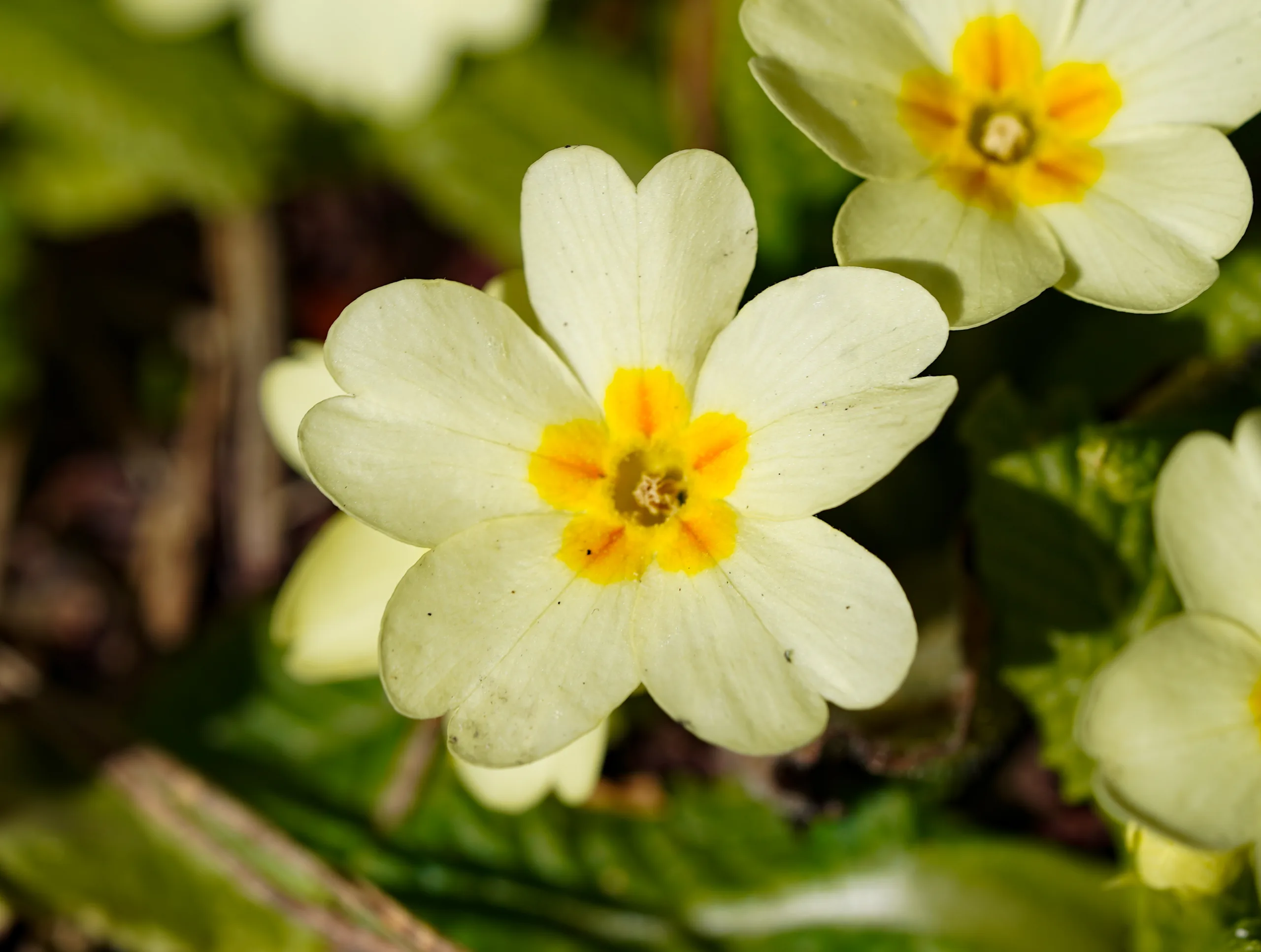 Primula vulgaris