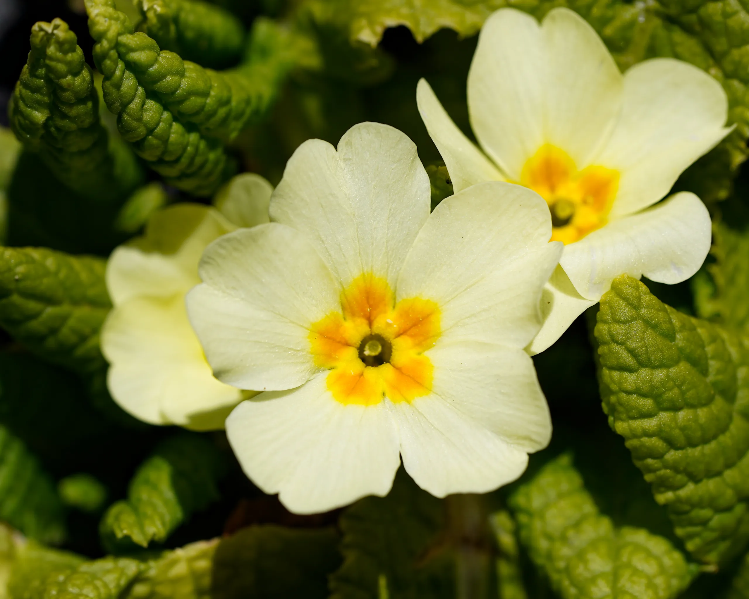 Primula vulgaris (Mart çiçeği)