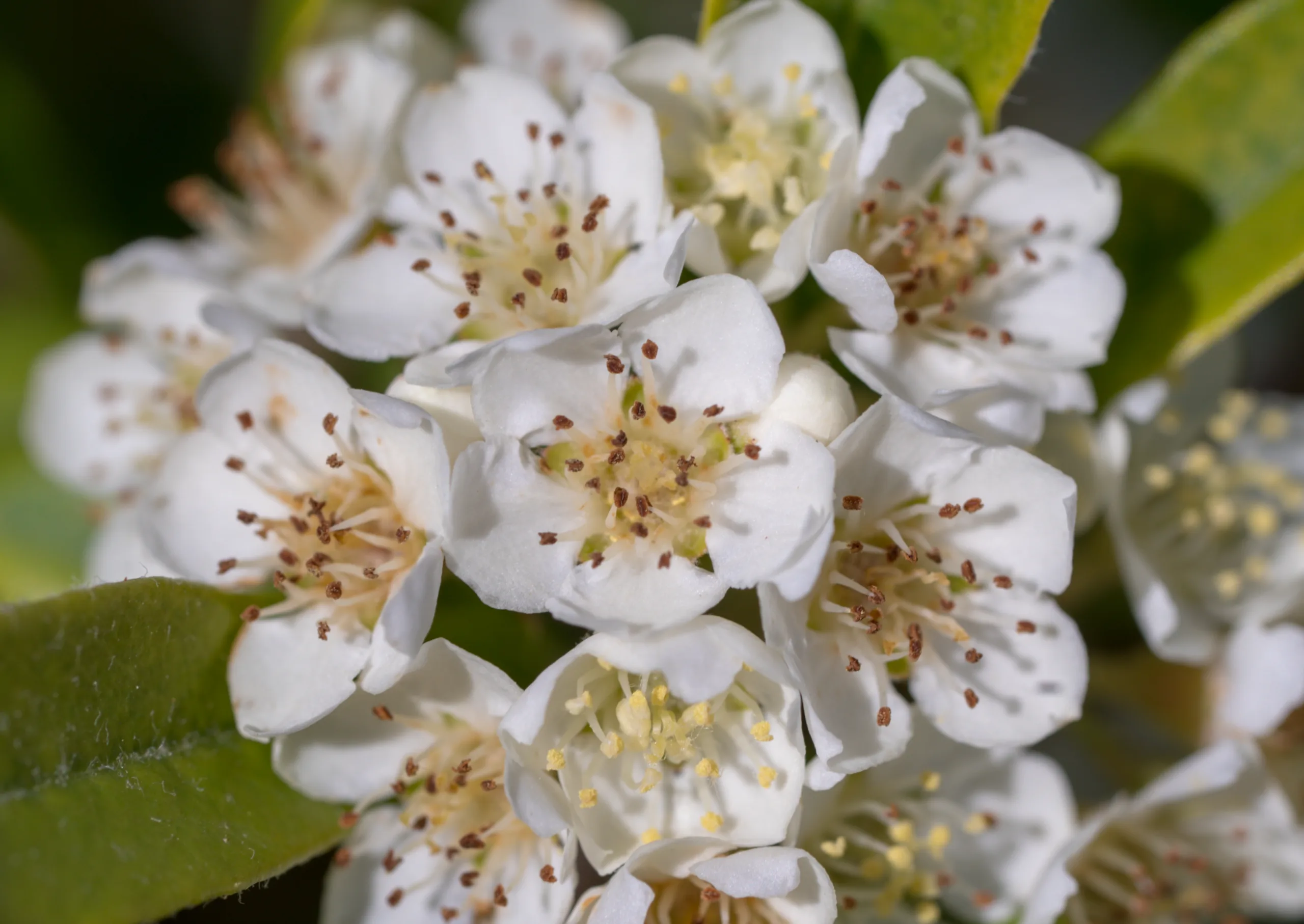 Pyracantha (Ateşdikeni)