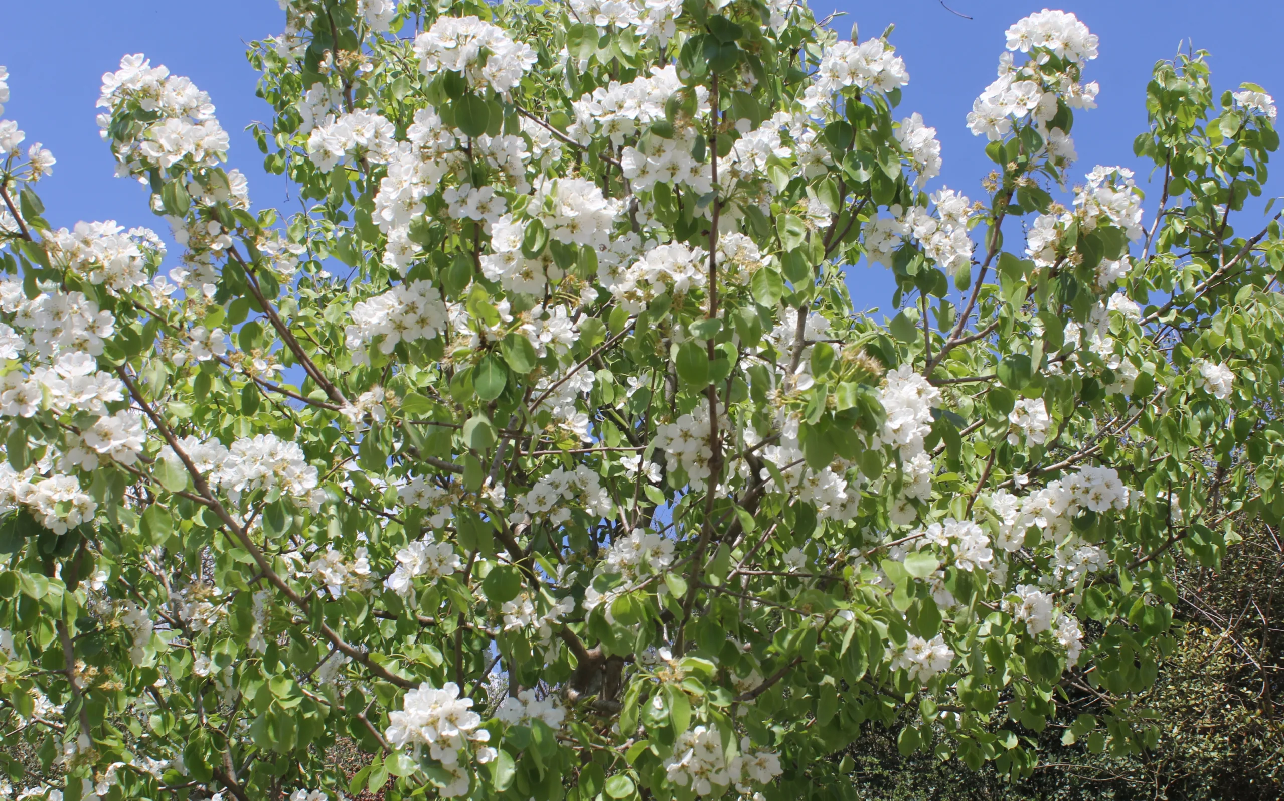 Pyrus communis
