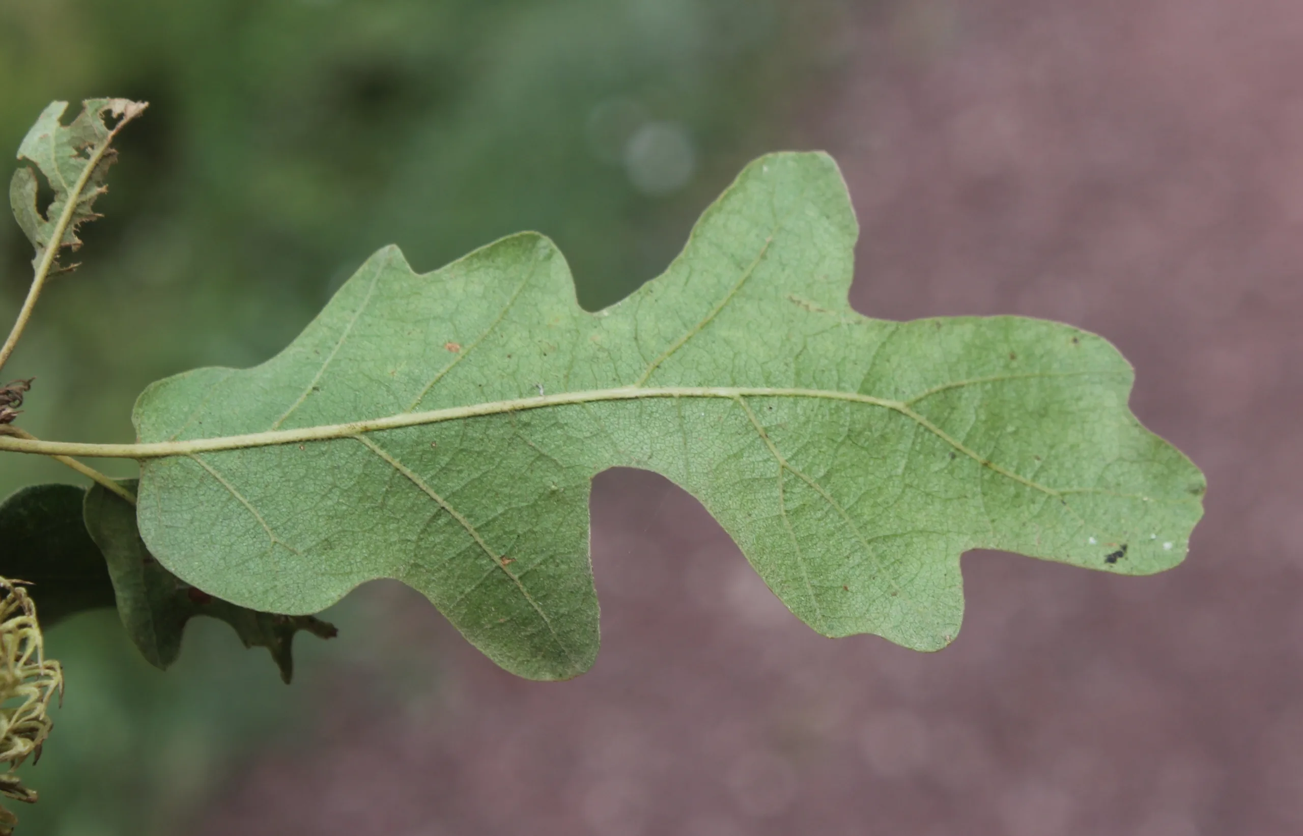 Quercus cerris