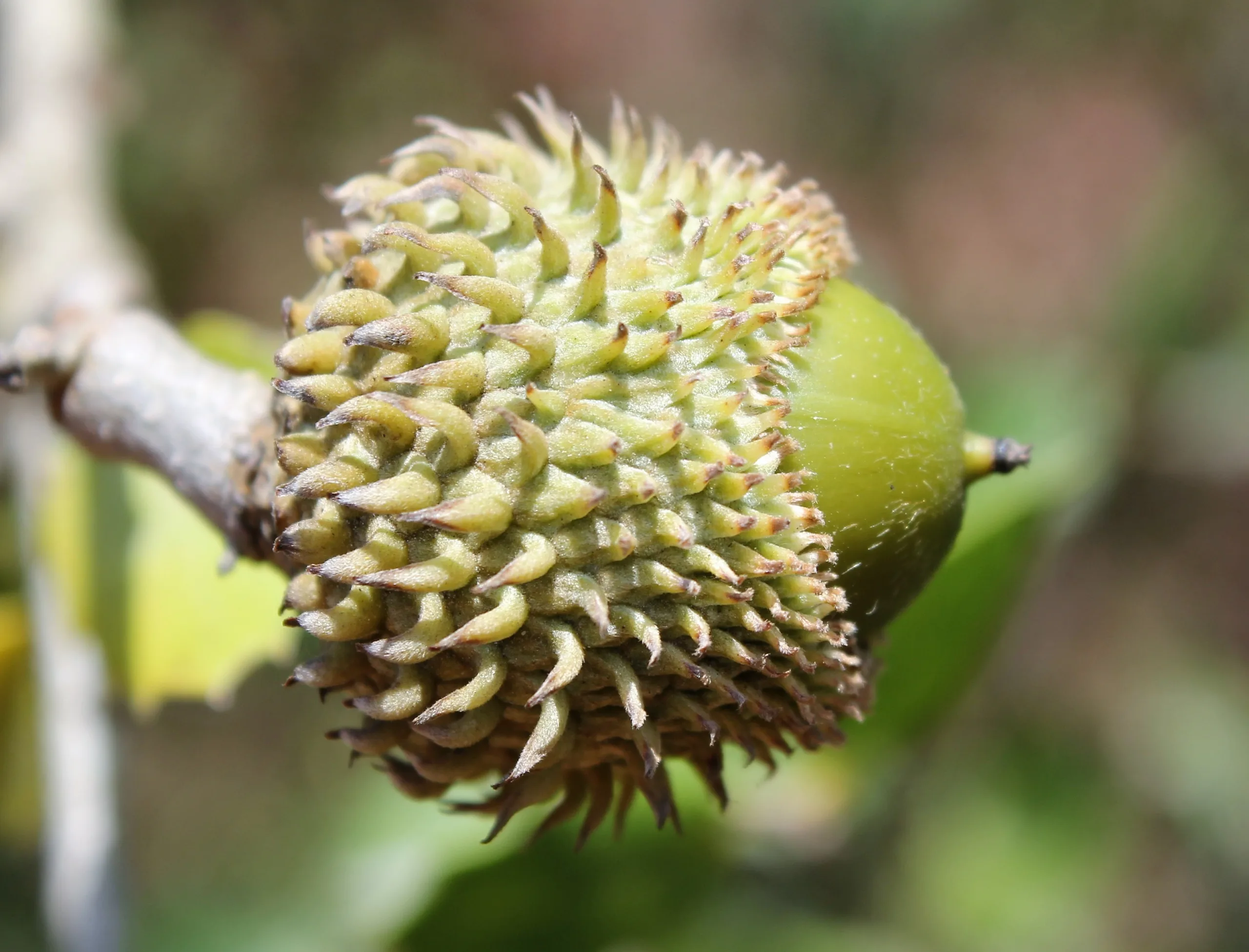 Quercus coccifera (Kermes meşesi)