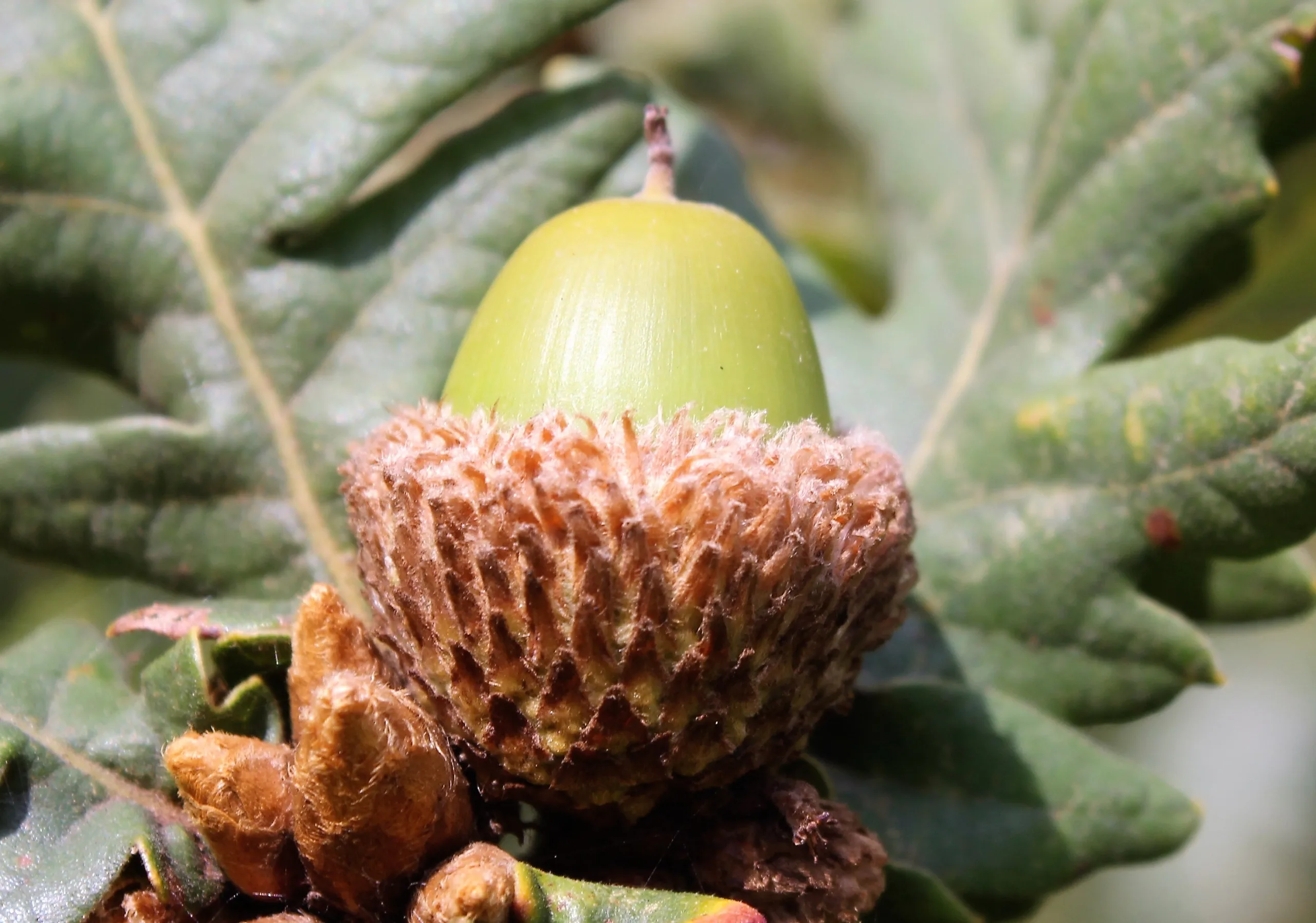 Quercus frainetto (Macar meşesi)