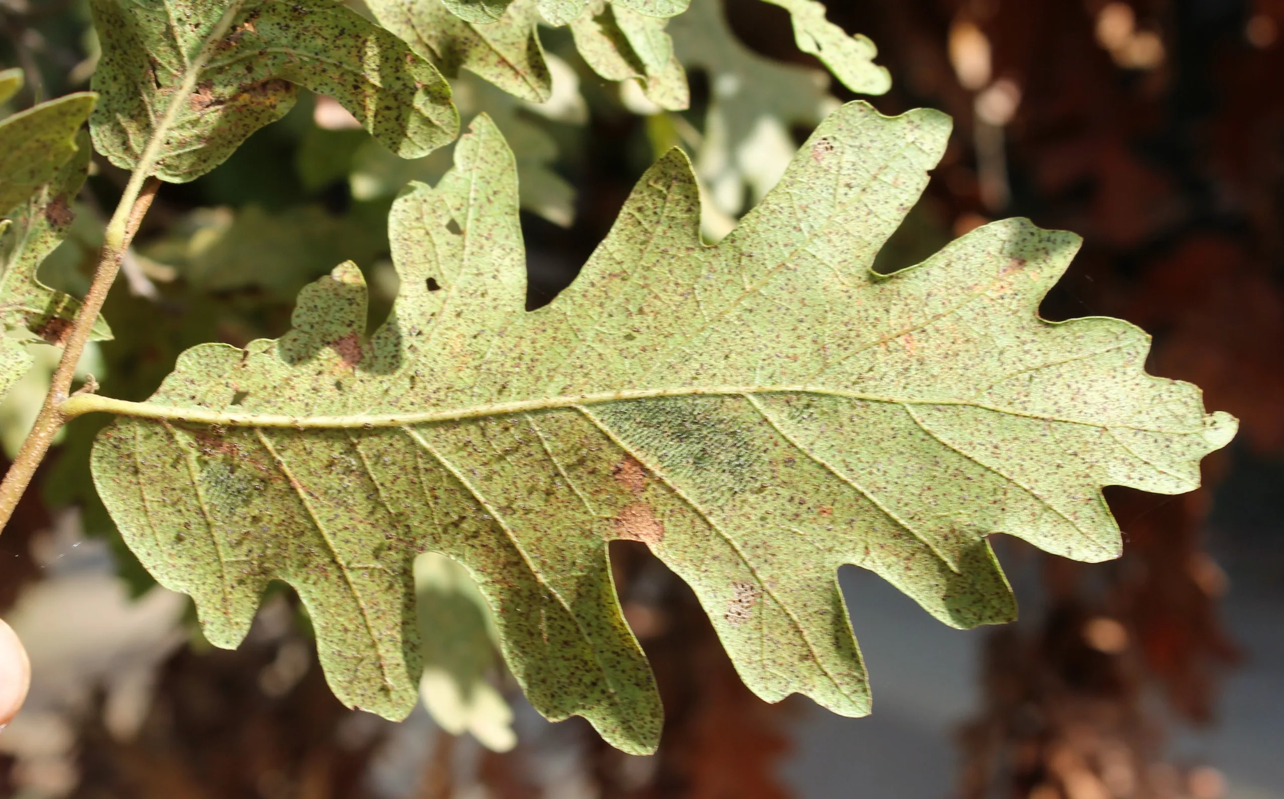 Quercus frainetto