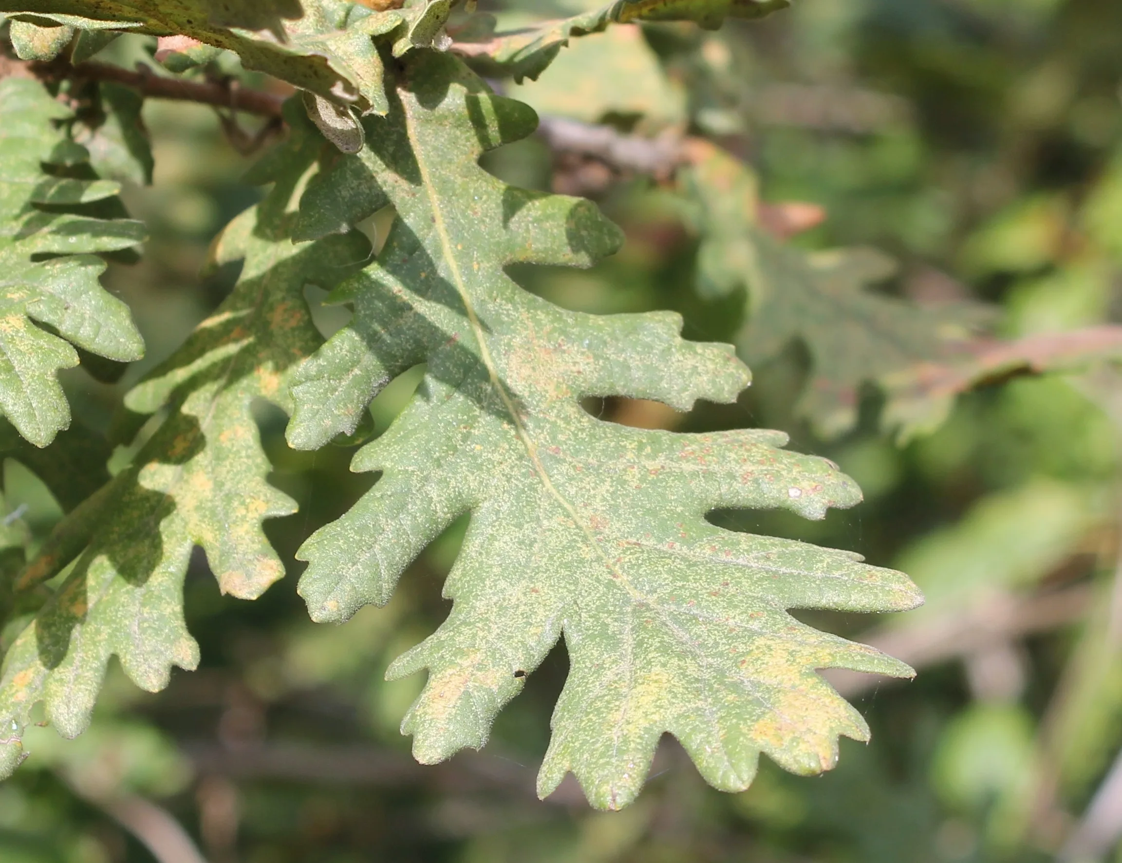 Quercus frainetto
